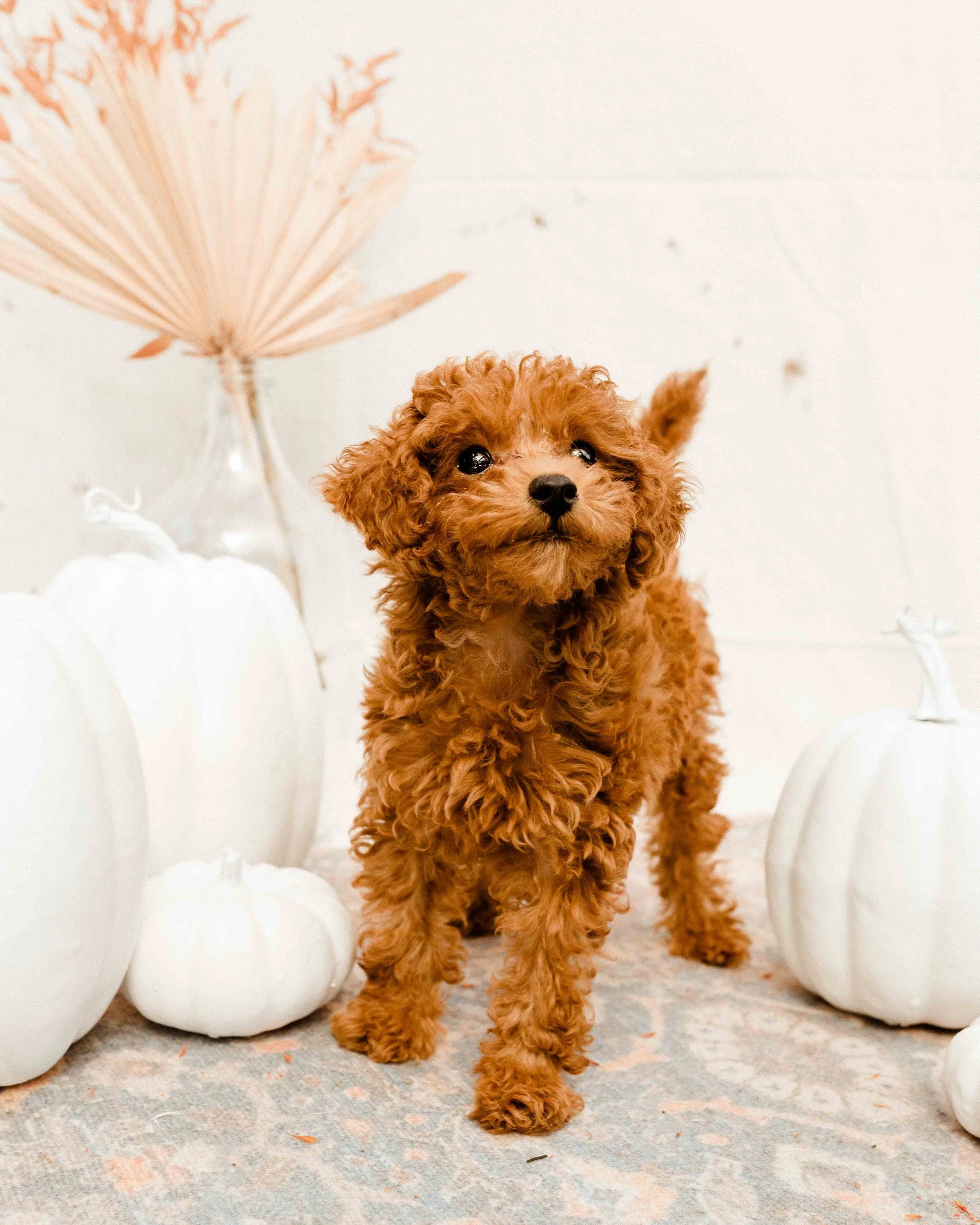 Houston Goldendoodle Dog Photos by J. Andrade Visual Arts