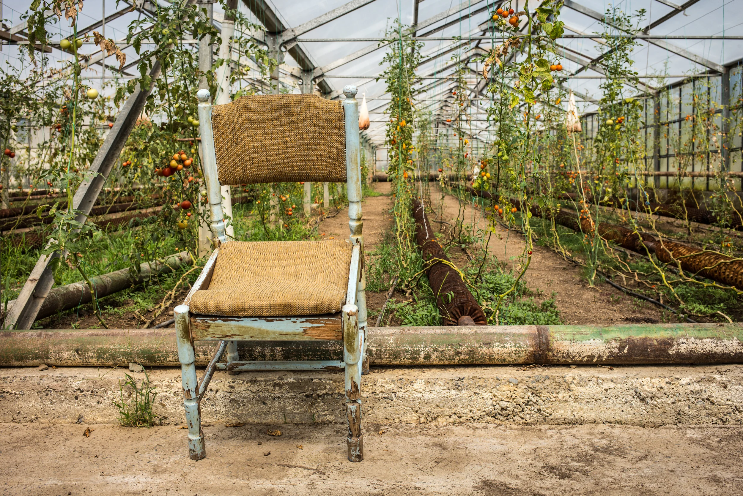 Upstart: Lisi Green Houses