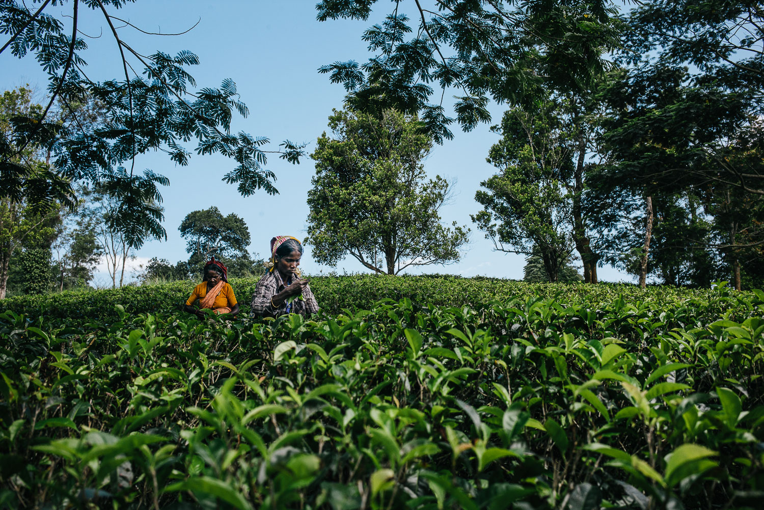 Within Each Cup: Tamils of Sri Lanka's Tea Trade
