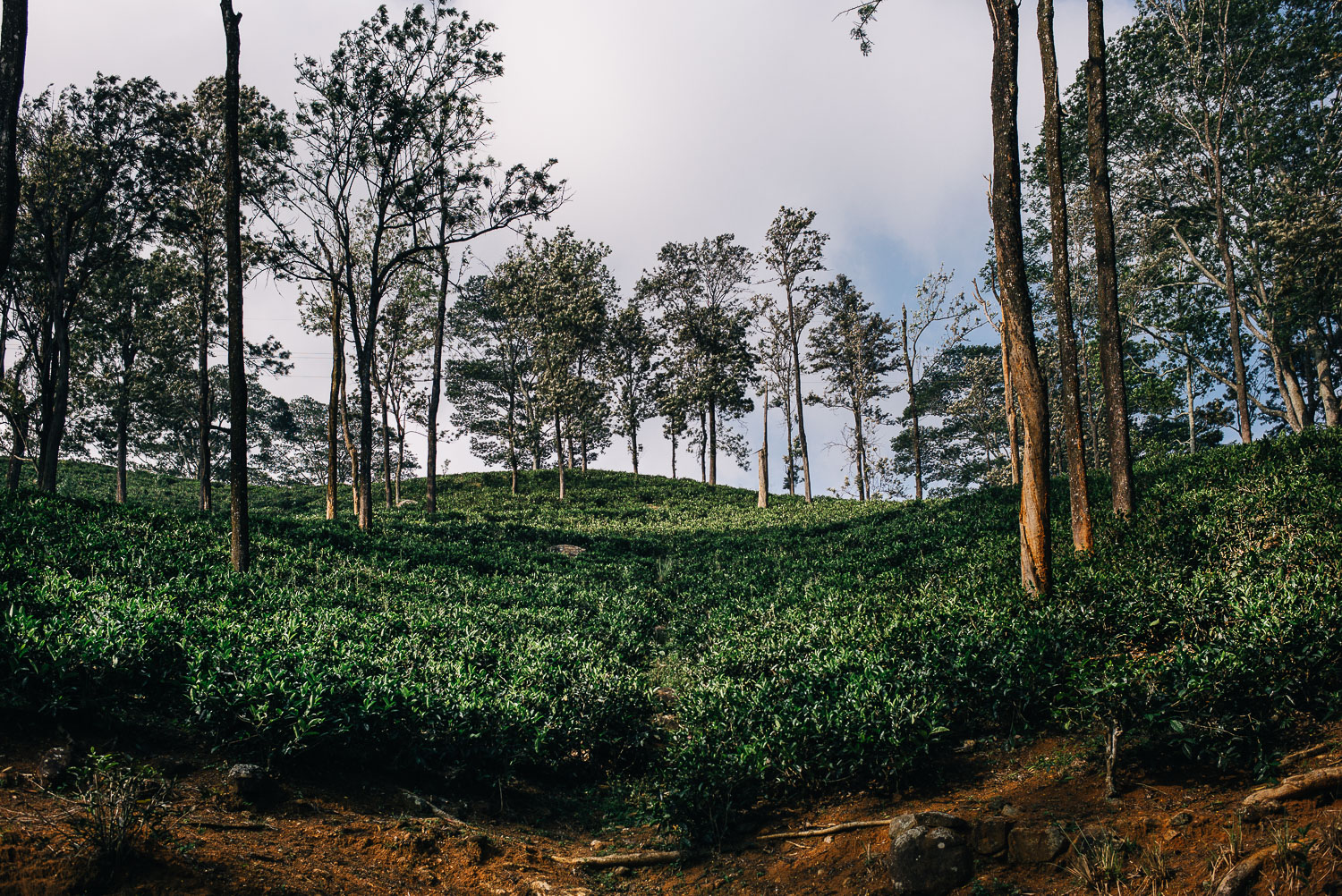 schmootheune-tea-09.jpg