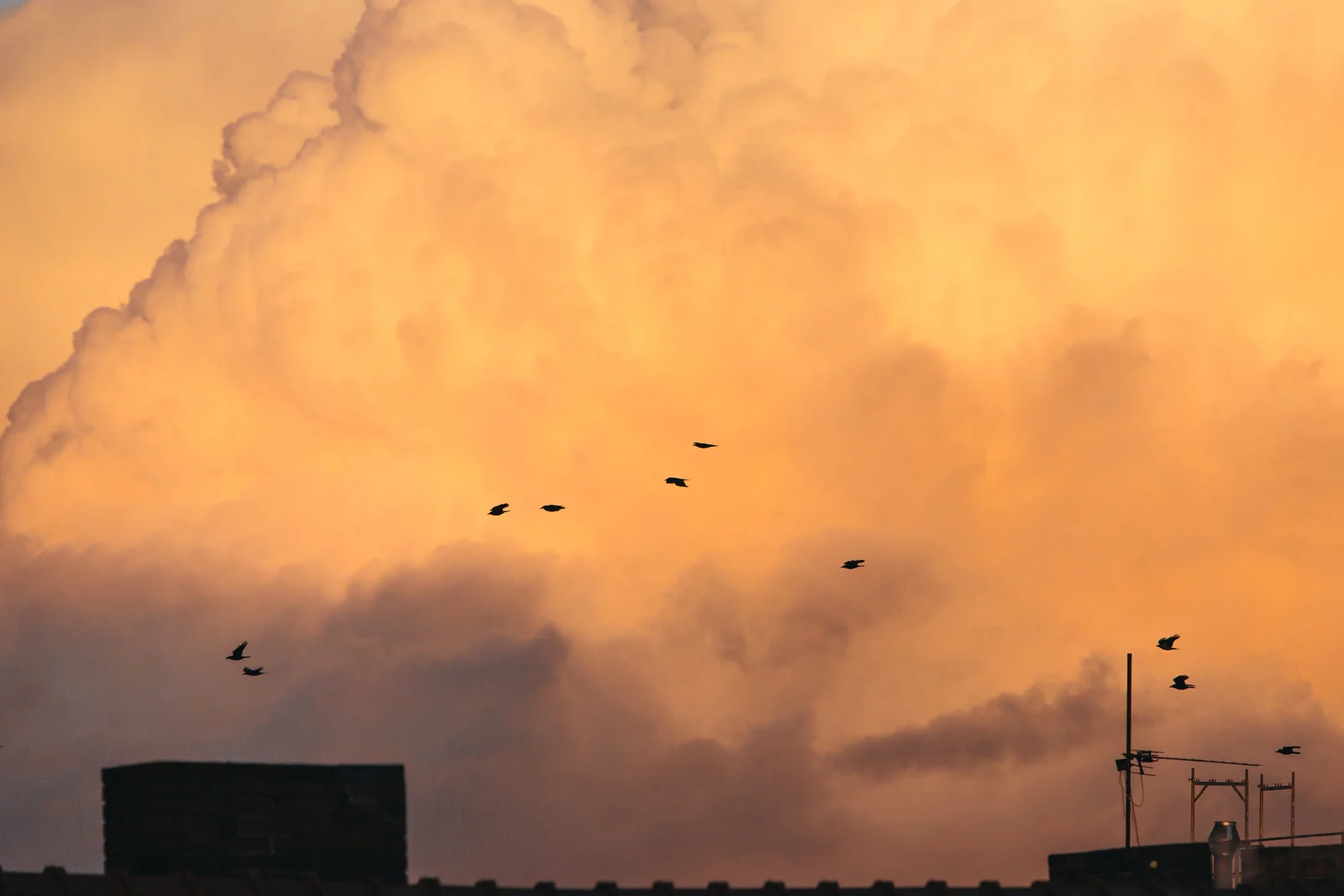 berlin-birds.jpg