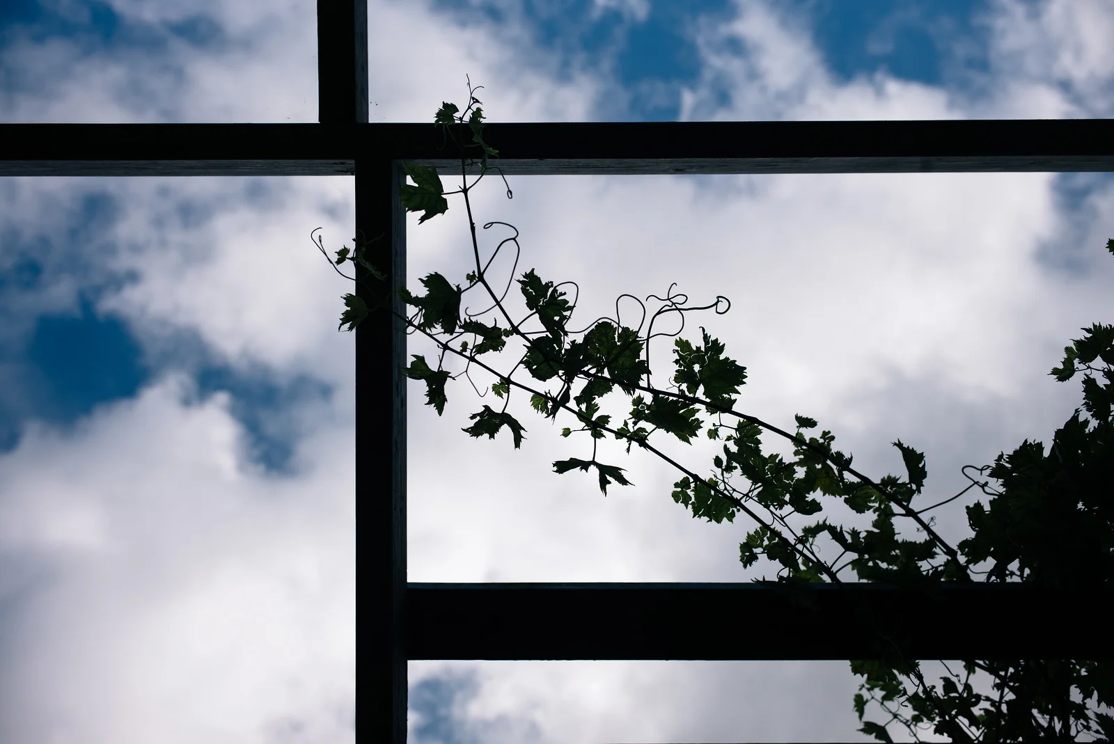 london-grapevine.jpg