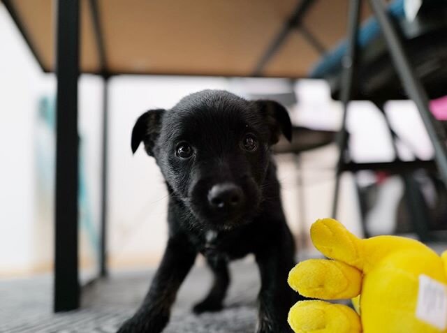 Hello, Effie! I am so full of love and gratitude for this tiny black jelly bean that wiggled into our lives yesterday. She is the first dog I&rsquo;ve shared my life with who shows no fear, only curiosity. It&rsquo;s not only my number 1 priority to 