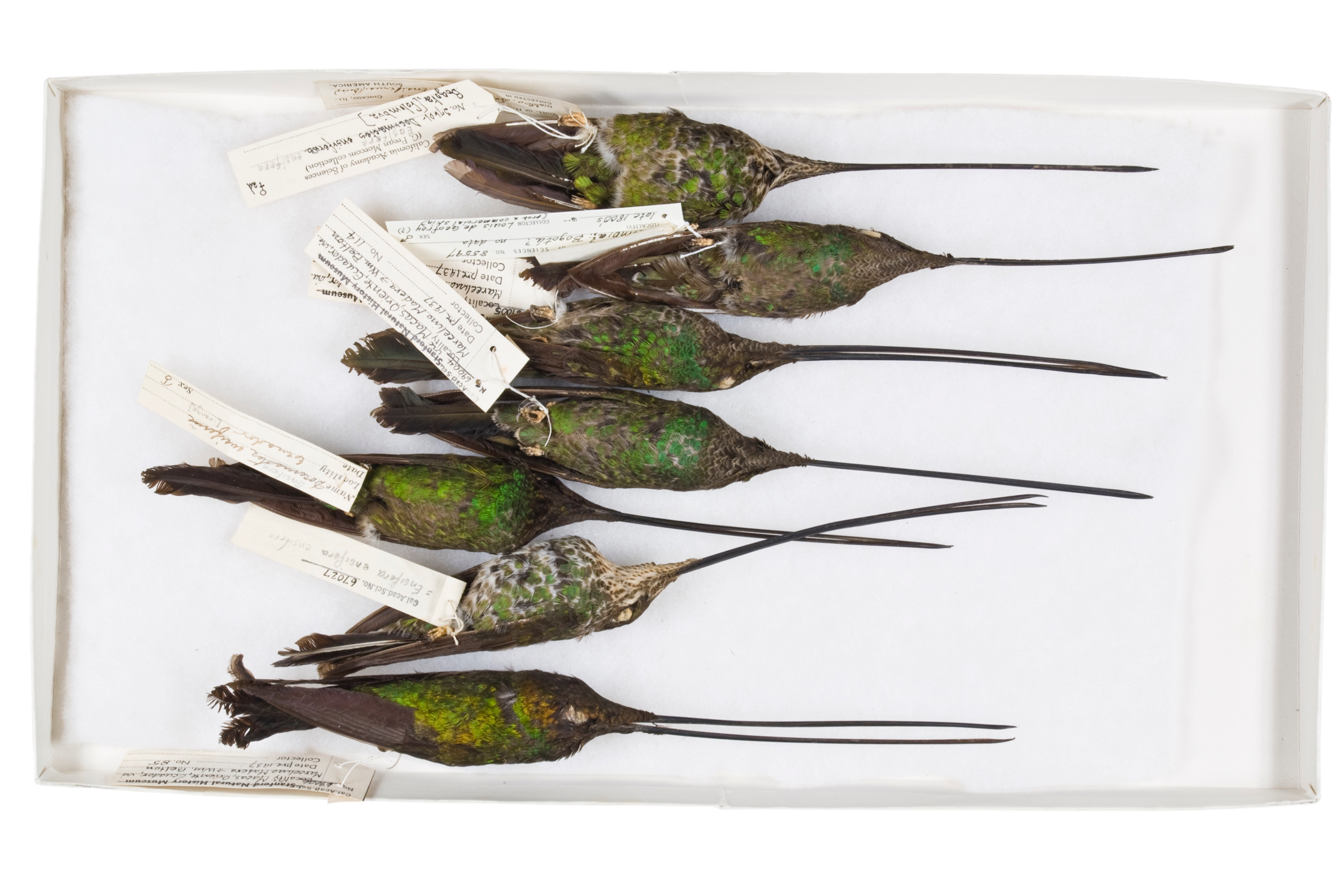   sword-billed hummingbirds 1   8" x 12" or 12" x 18"  2007    