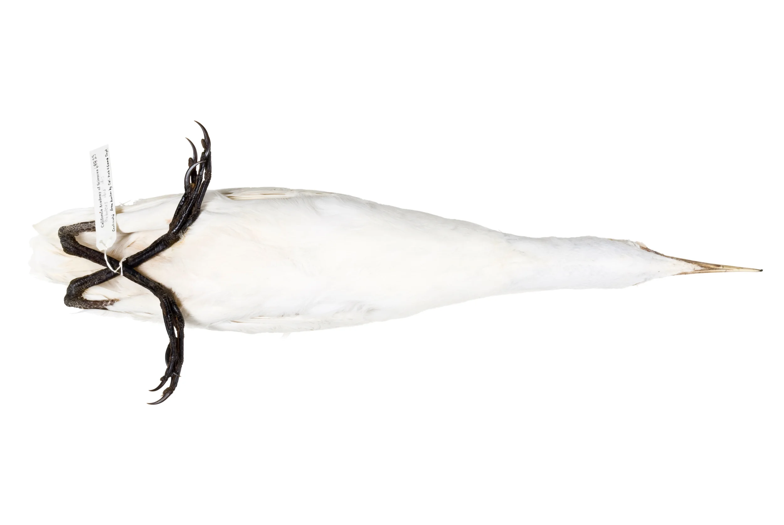 snowy egret 1 8" x 12" or 12" x 18" 2007