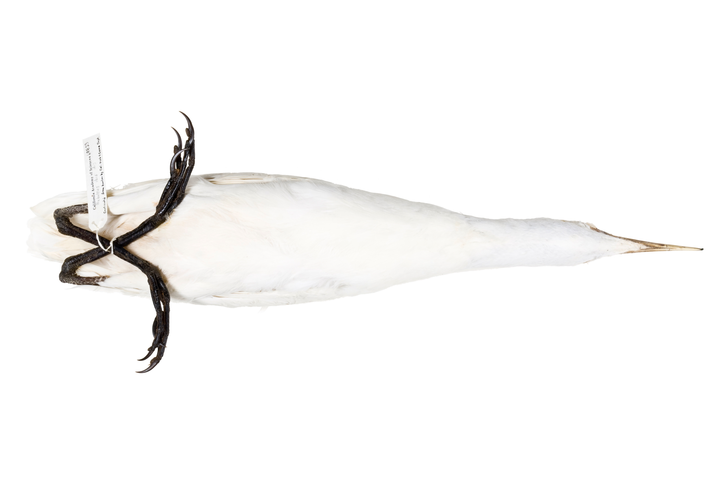   snowy egret 1   8" x 12" or 12" x 18"  2007    