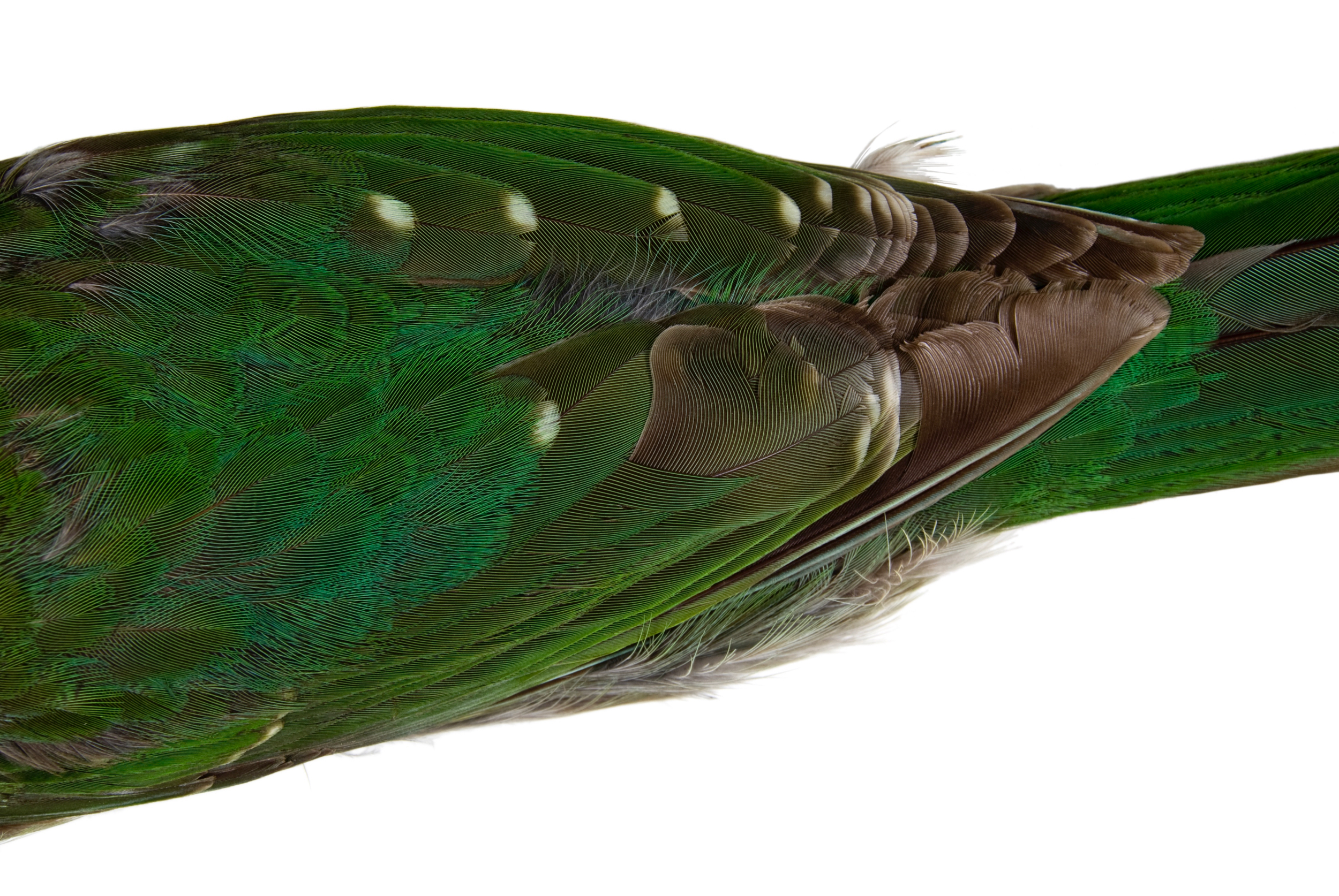   green catbird 1   8" x 12" or 12" x 18"  2007    