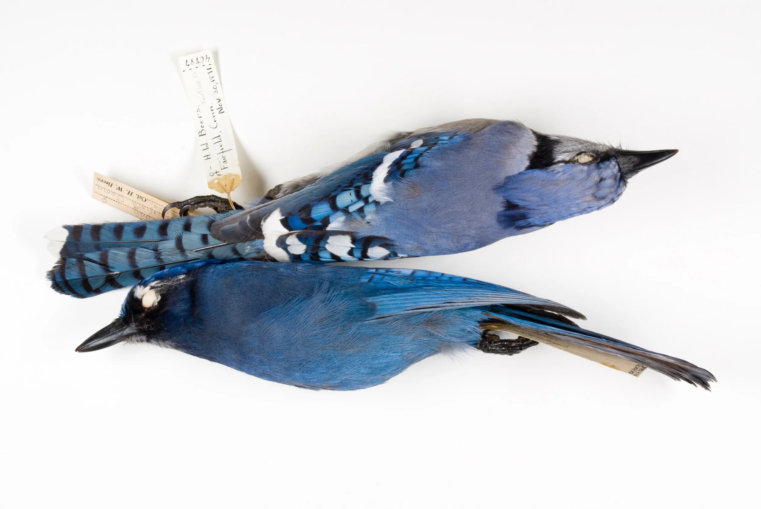 jay 2 8" x 12" or 12" x 18" 2007