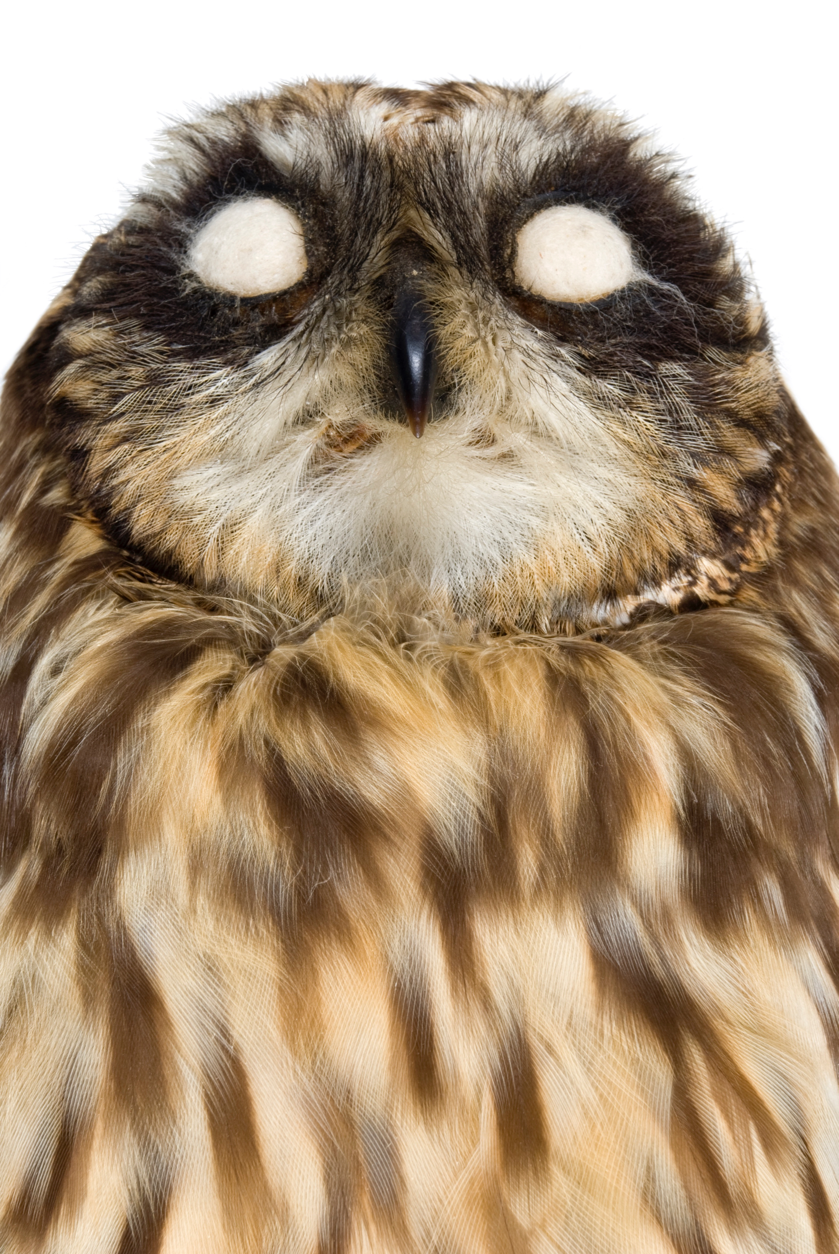   short-eared owl 1   8" x 12" or 12" x 18"  2007    