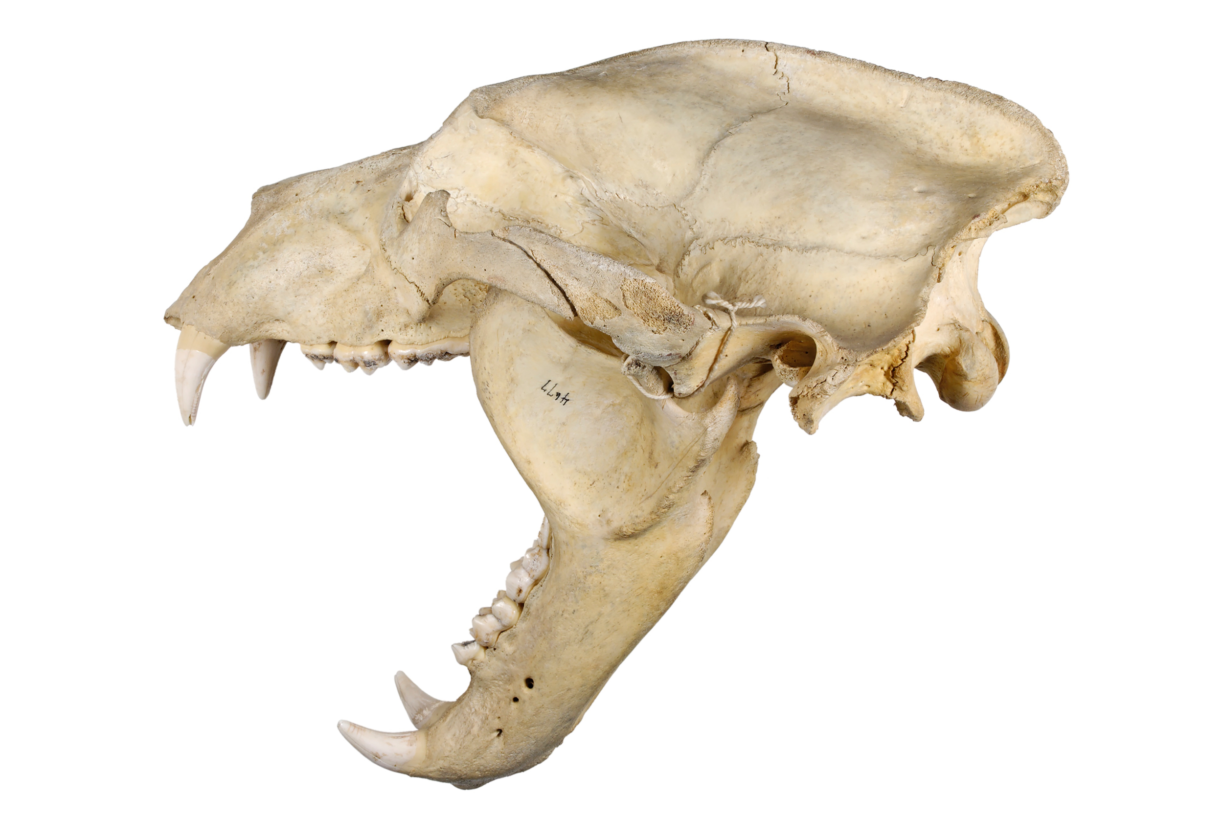   bear skull 1   8" x 12" or 12" x 18"  2007    