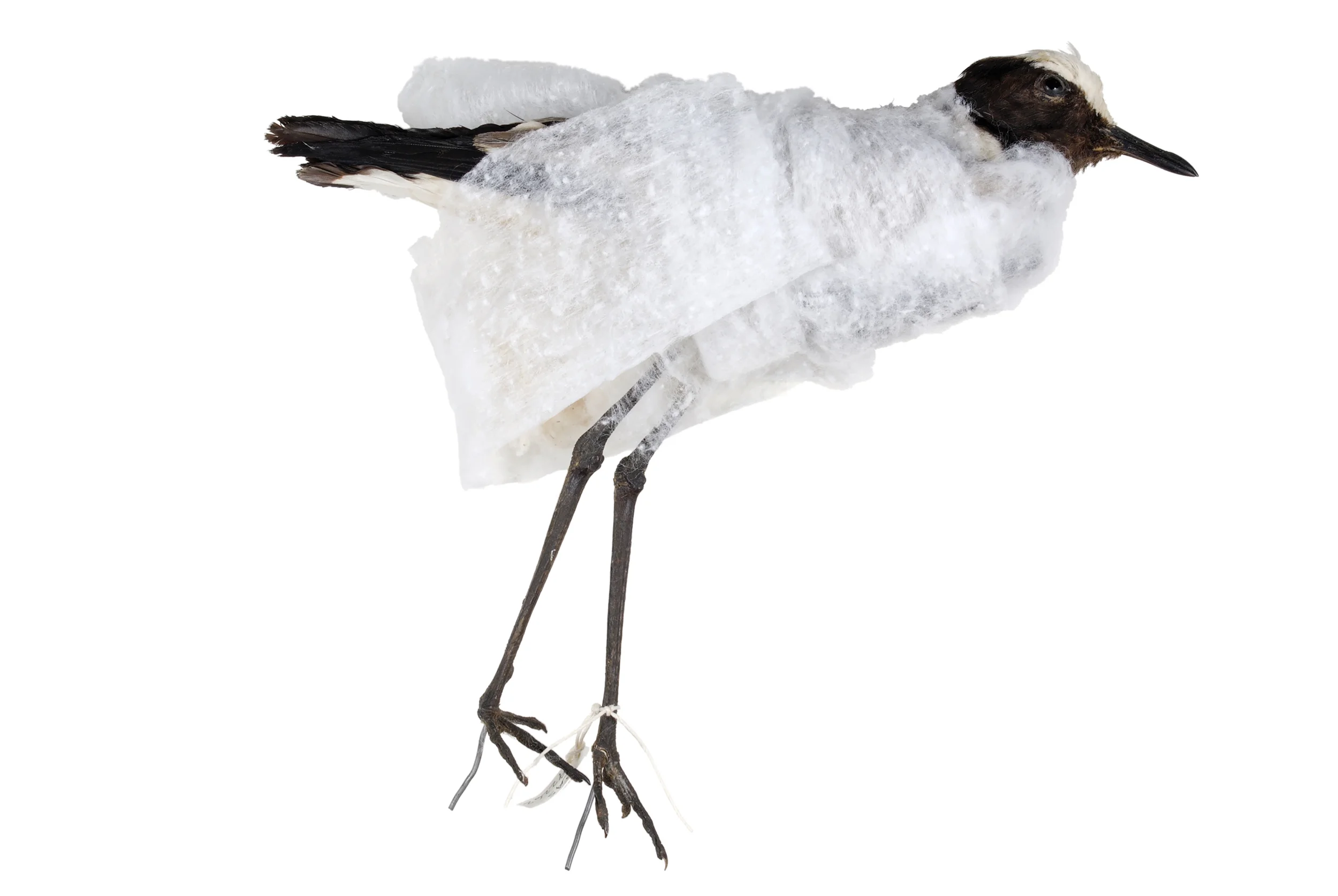 crowned lapwing 1 8" x 12" or 12" x 18" 2007