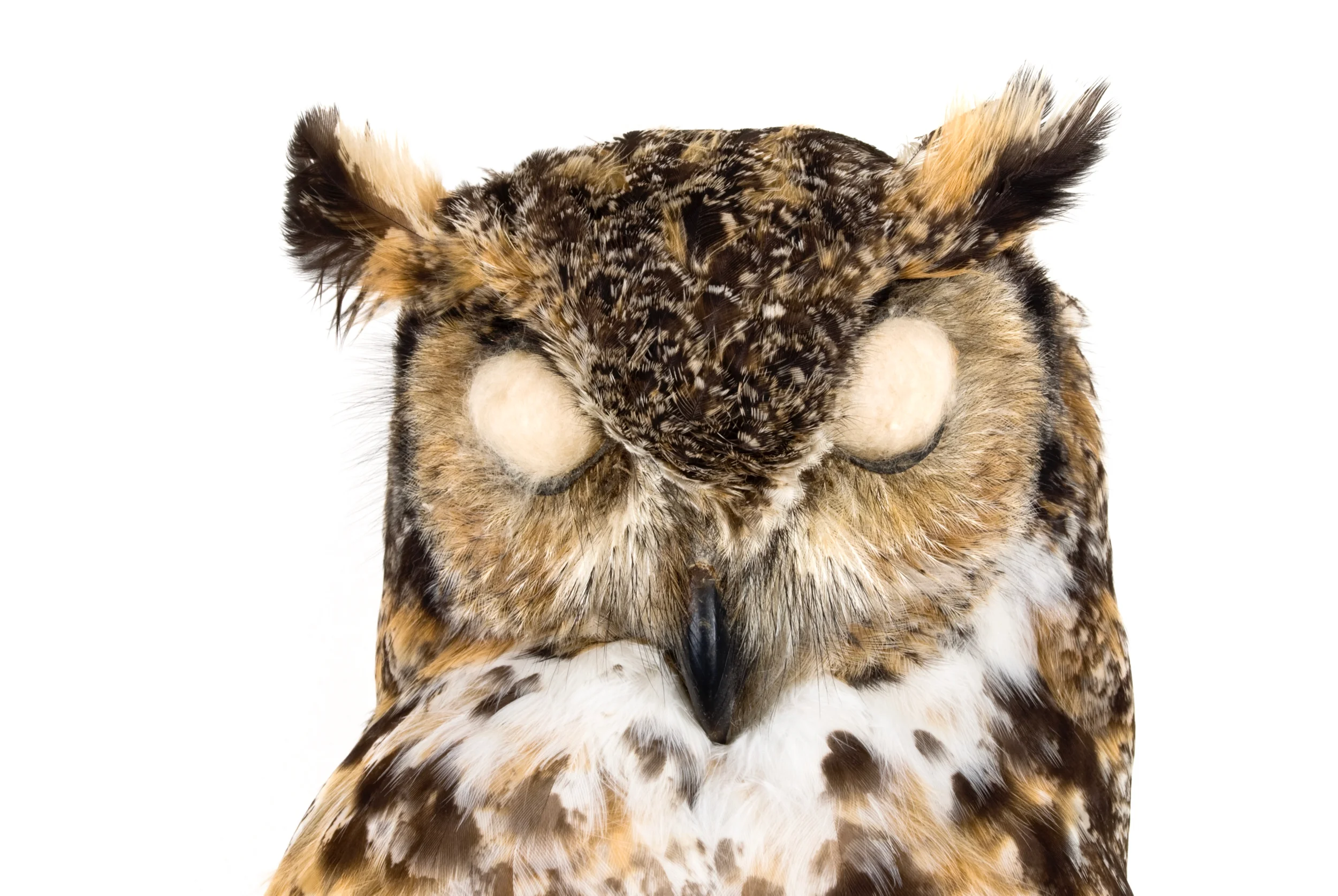 great horned owl 2 8" x 12" or 12" x 18" 2007