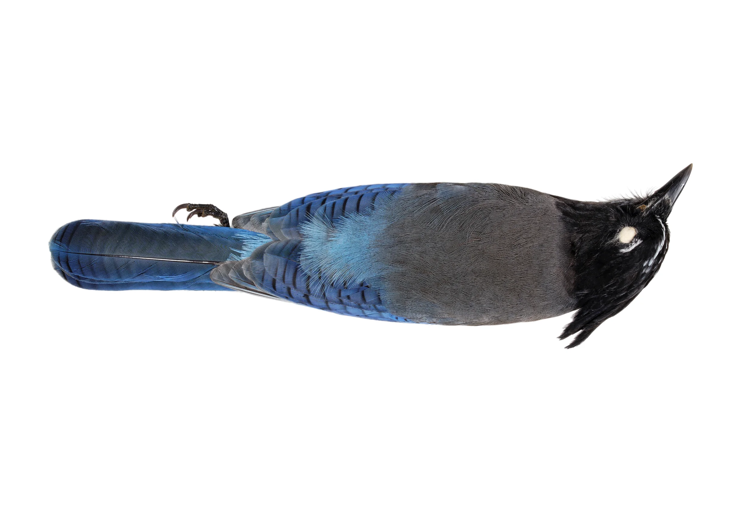 jay 3 8" x 12" or 12" x 18" 2007