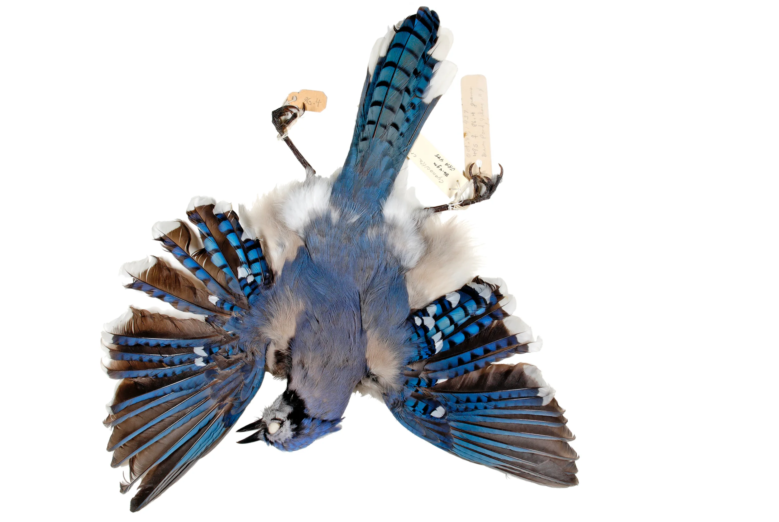 jay 4 8" x 12" or 12" x 18" 2007