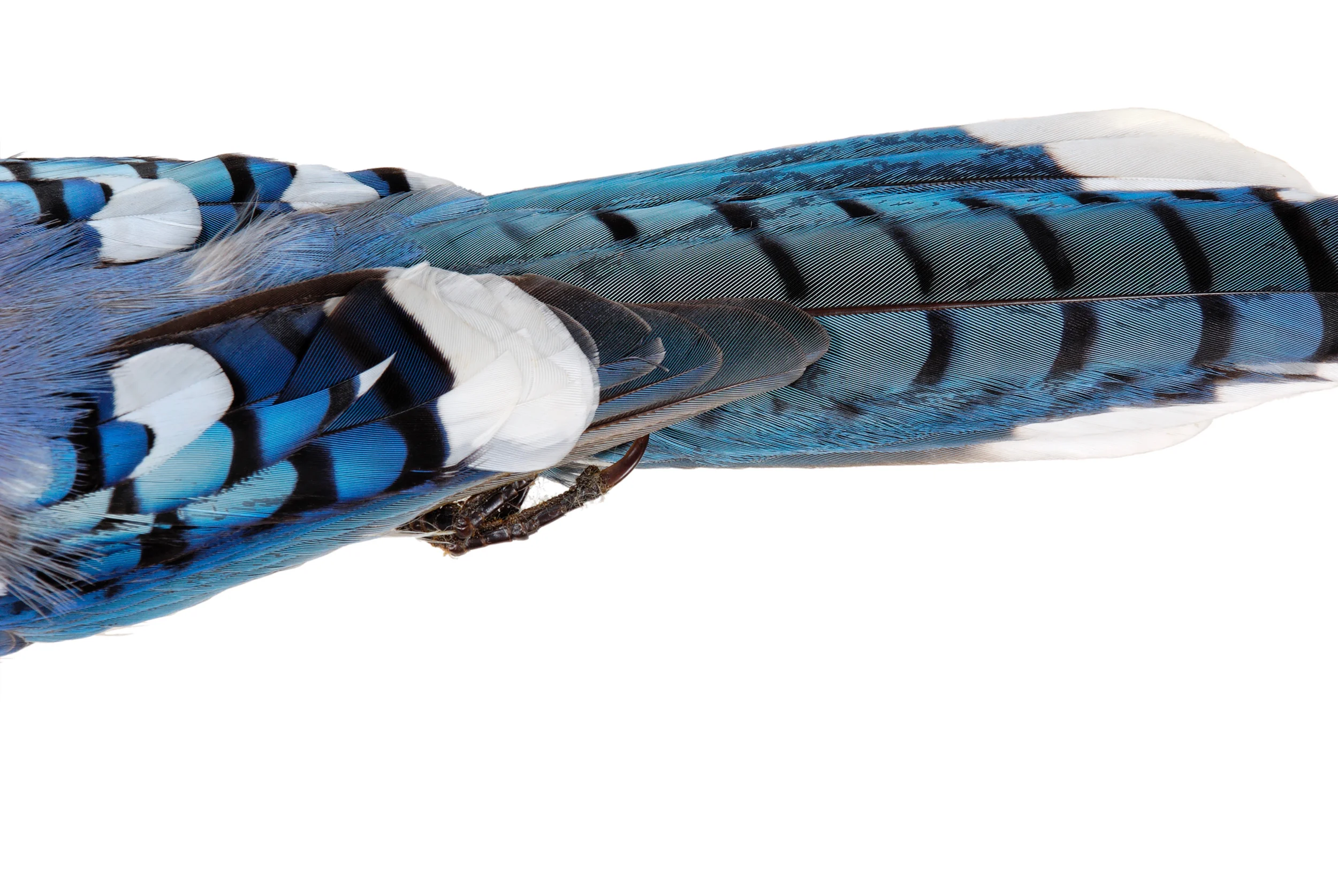 jay 5 8" x 12" or 12" x 18" 2007