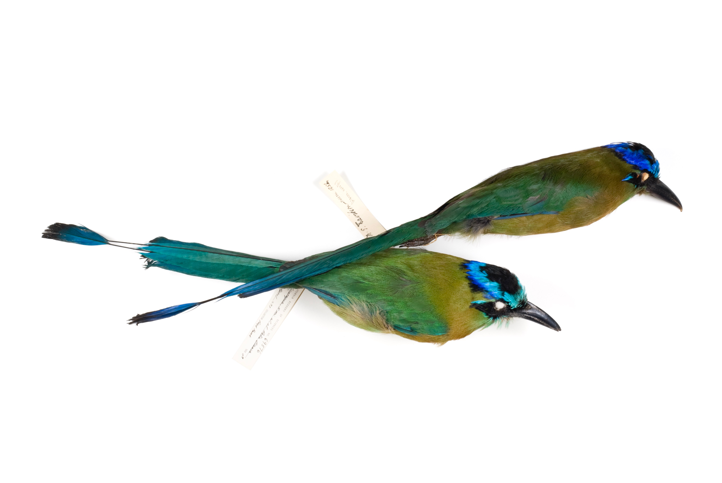   blue-crowned motmot   8" x 12" or 12" x 18"  2007    