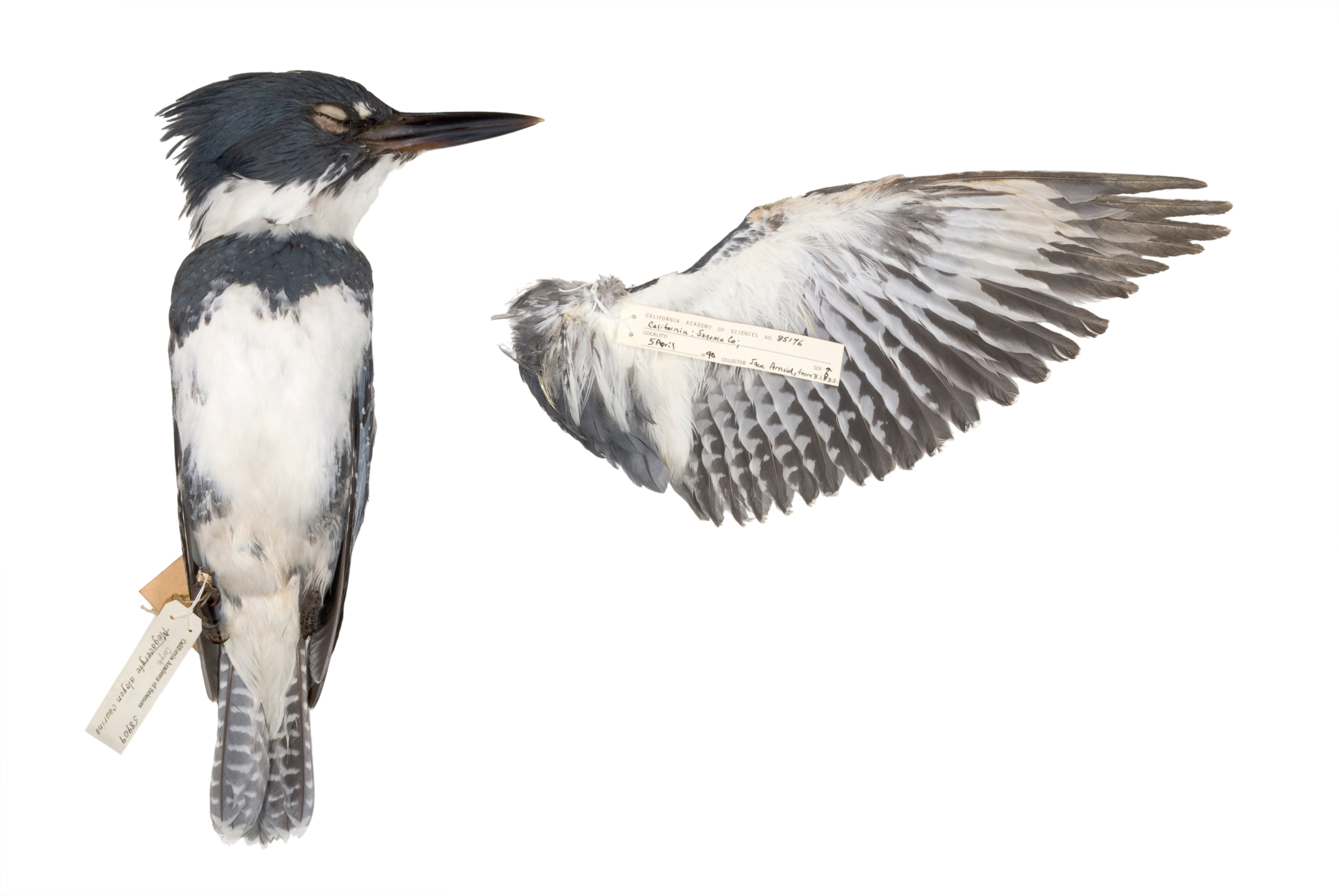   belted kingfisher 1   8" x 12" or 12" x 18"  2007    