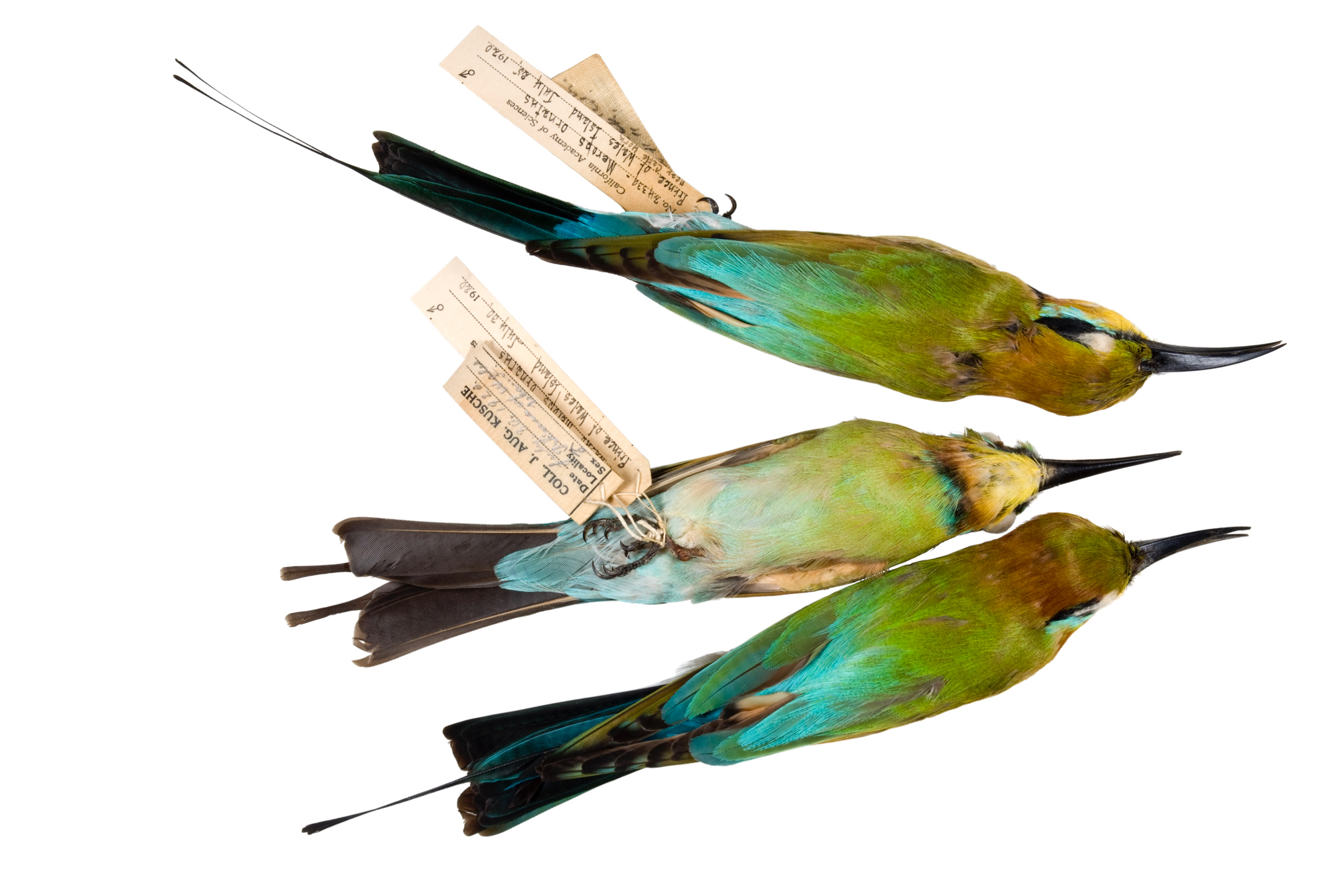   rainbow bee-eaters 1   8" x 12" or 12" x 18"  2007    