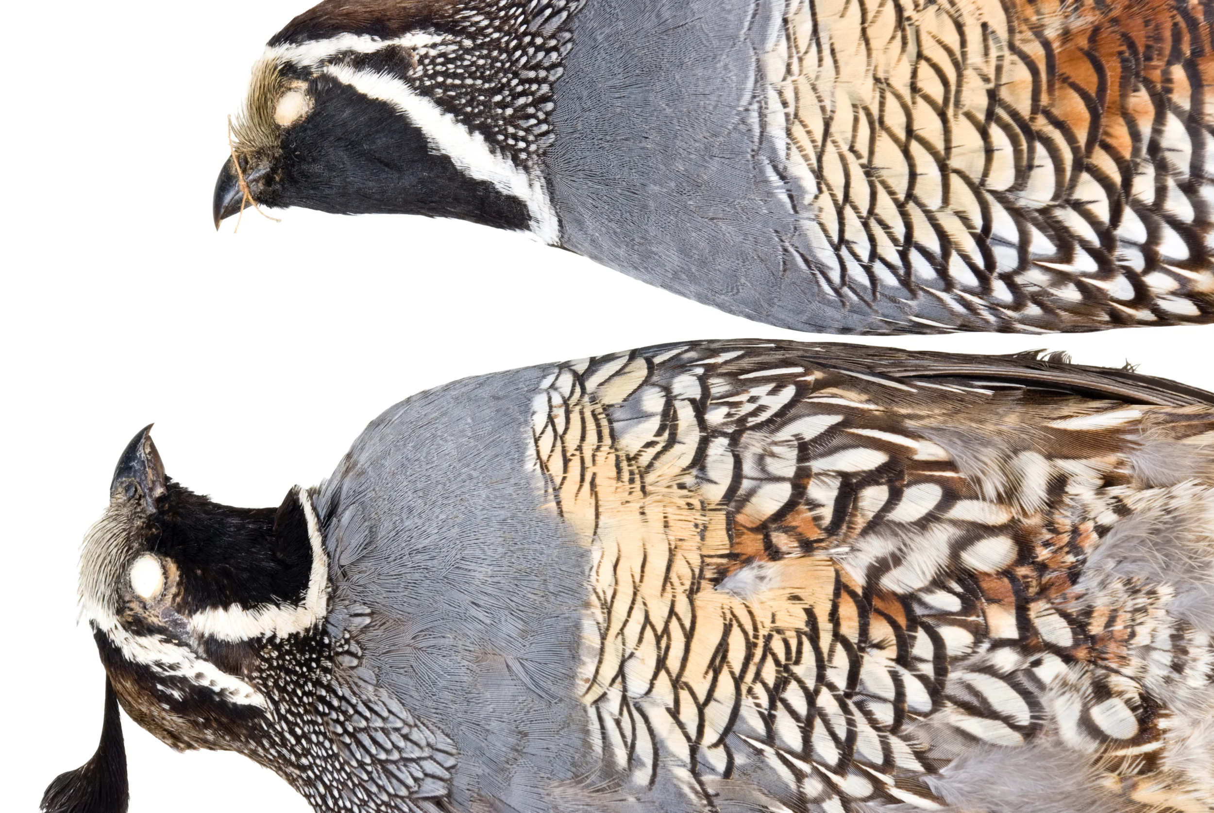 california quail 1 8" x 12" or 12" x 18" 2007