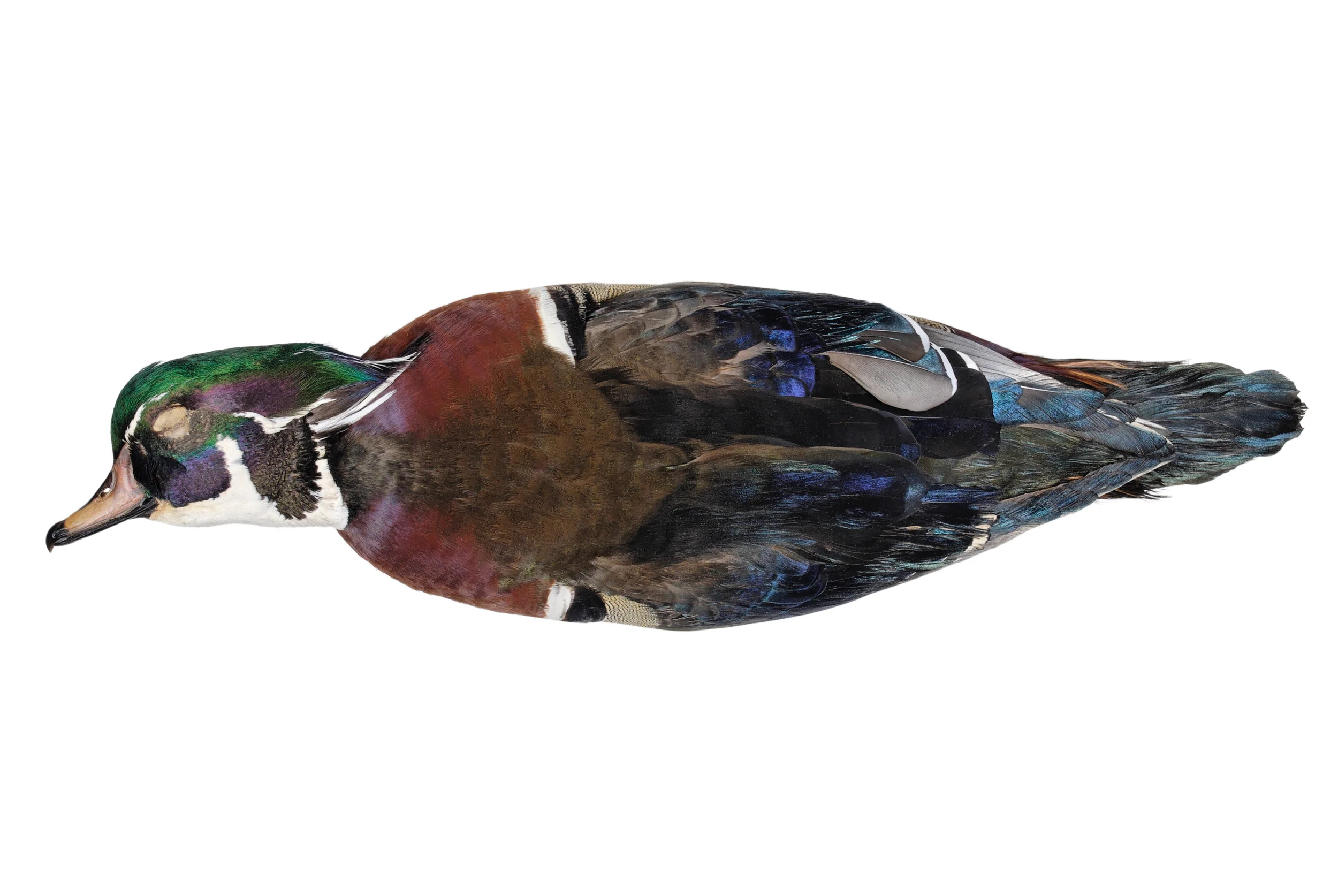 wood duck 1 8" x 12" or 12" x 18" 2007