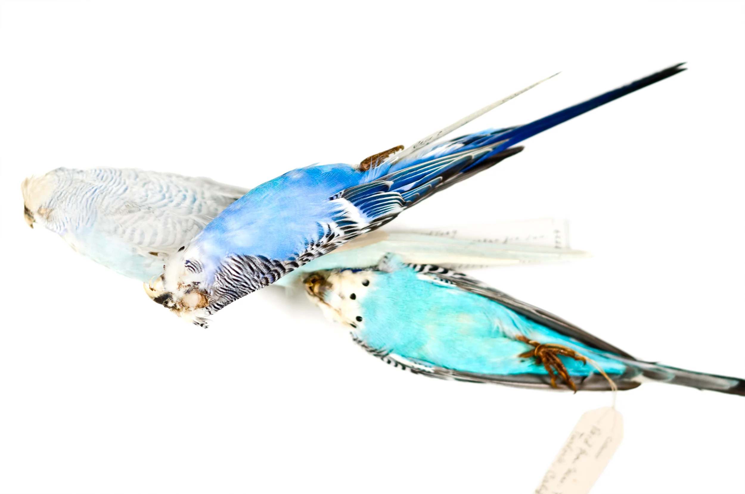 parakeets 1 8" x 12", 12" x 18" or 20" x 30" 2009