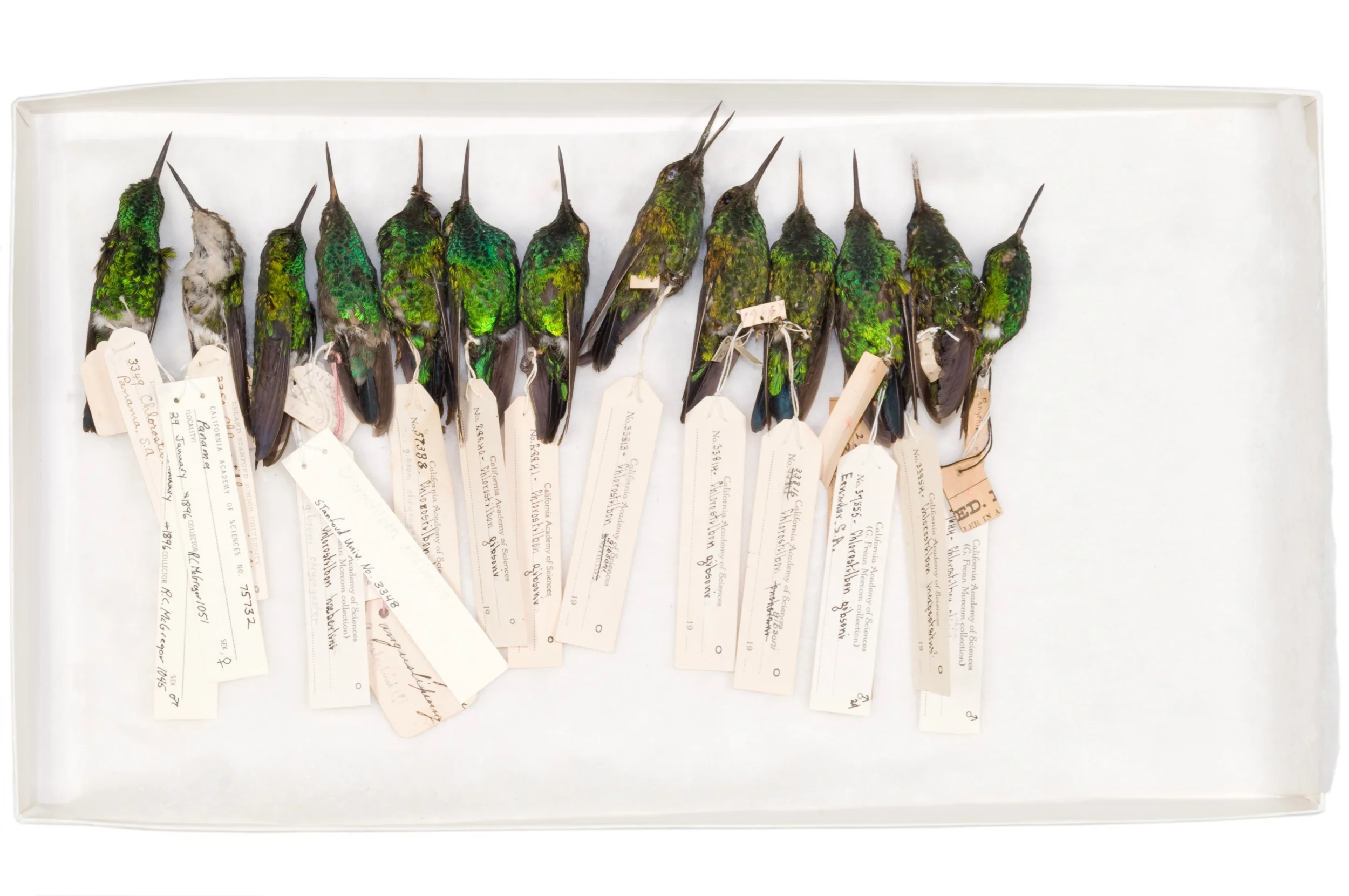 emerald hummingbirds box 1 8" x 12", 12" x 18" or 20" x 30" 2009