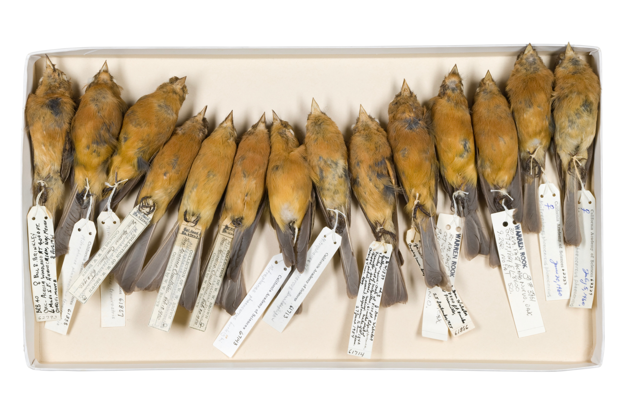   tufted flycatcher box 1   8" x 12",&nbsp;12" x 18" or 20" x 30"  2009    