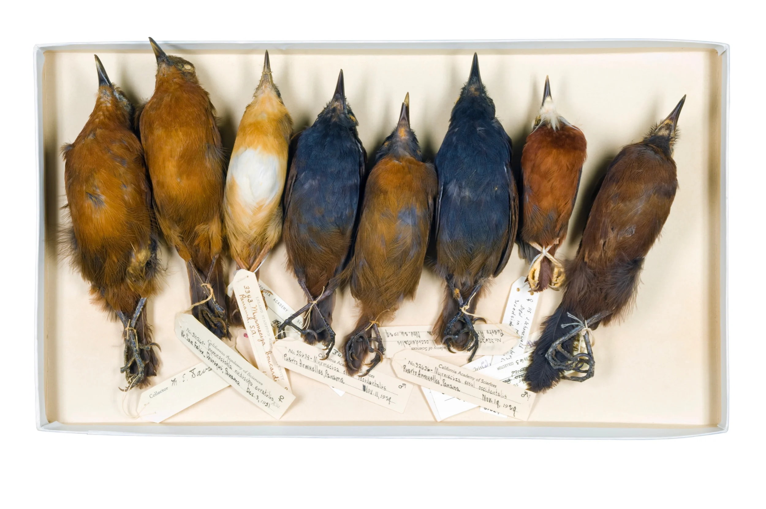 chestnut-backed antbird box 1 8" x 12", 12" x 18" or 20" x 30" 2009