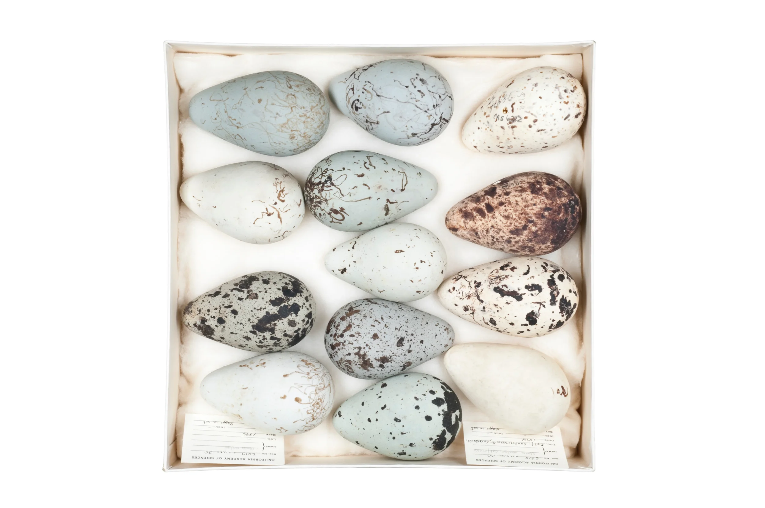 brünnich's guillemot eggs 1 8" x 12", 12" x 18" or 20" x 30" 2009