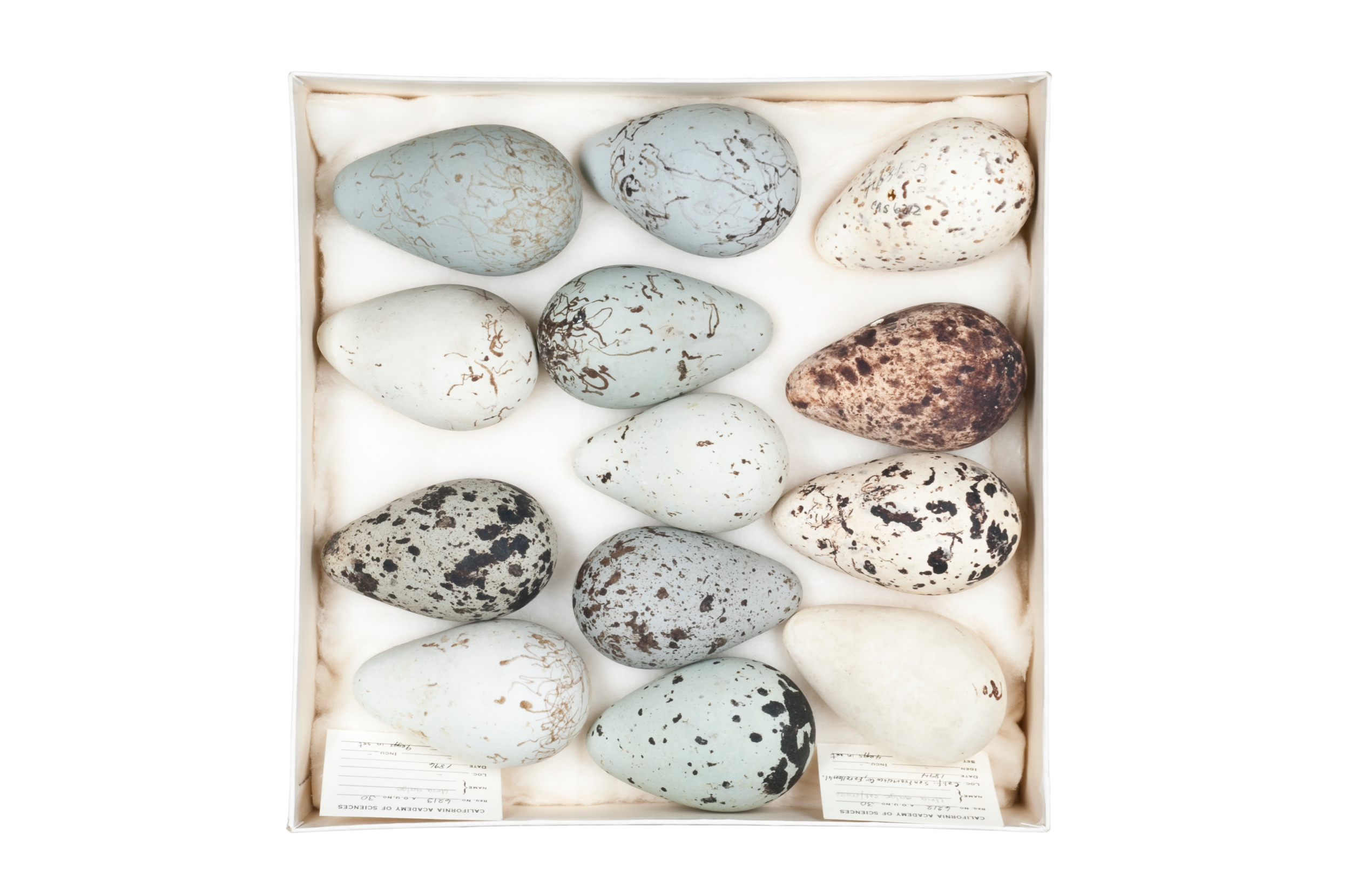  brünnich's guillemot eggs 1   8" x 12",&nbsp;12" x 18" or 20" x 30"  2009    