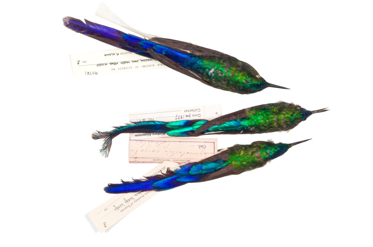   sylph hummingbird 1   8" x 12",&nbsp;12" x 18" or 20" x 30"  2009    