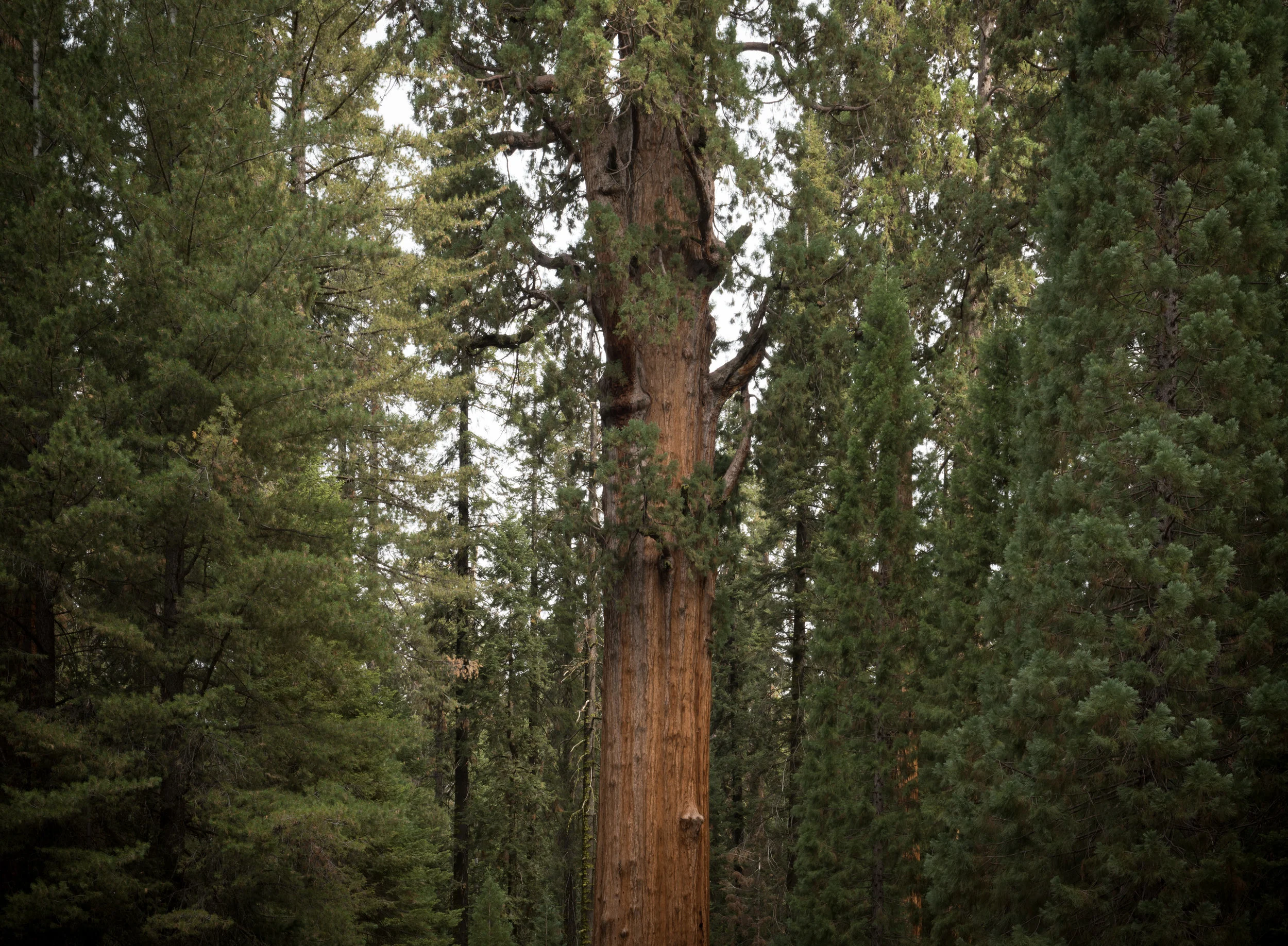 sequoia national park 10 8" x 11", 12" x 17" or 18" x 28" 2016