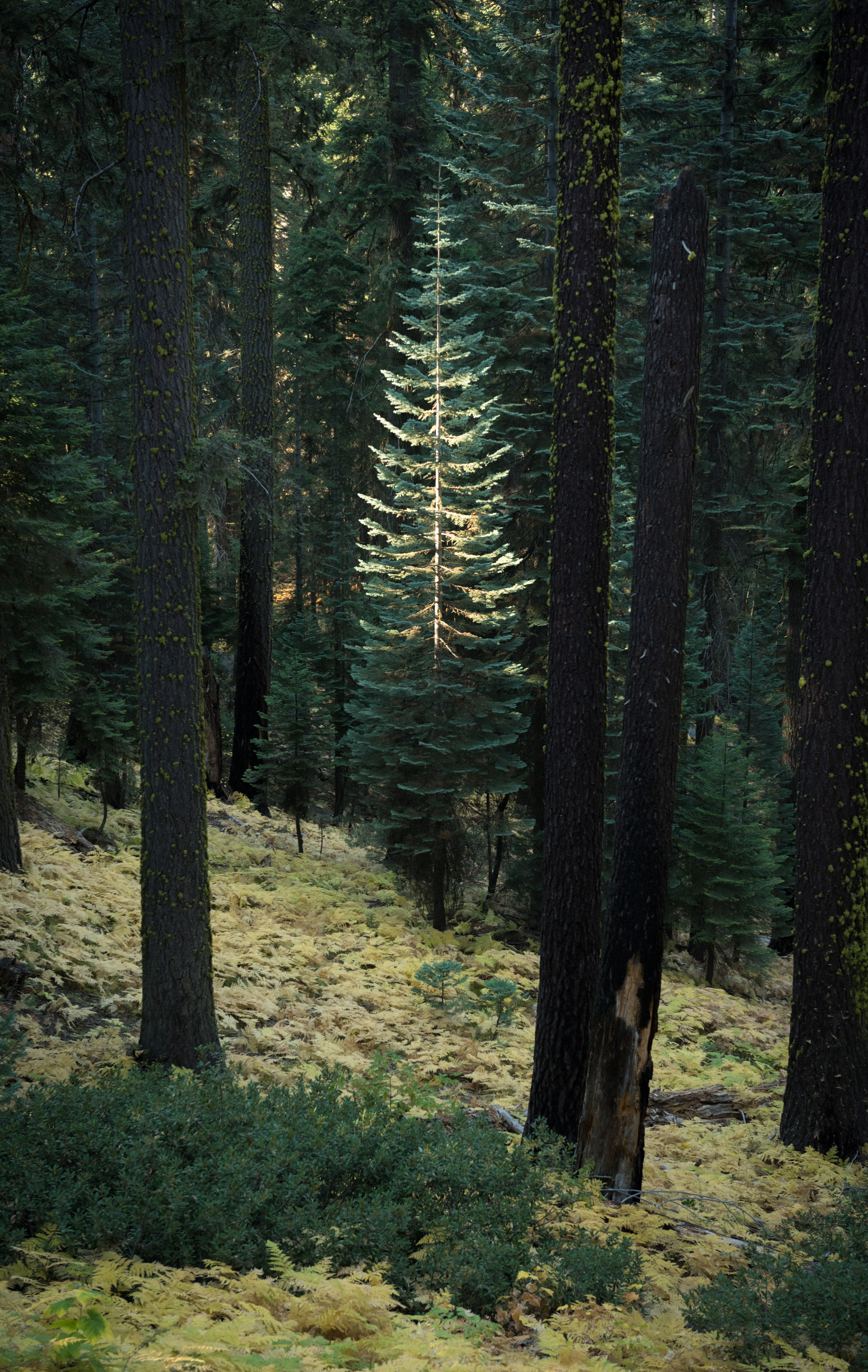   sequoia national park 4   8" x 11", 12" x 17" or 18" x 28"  2016     