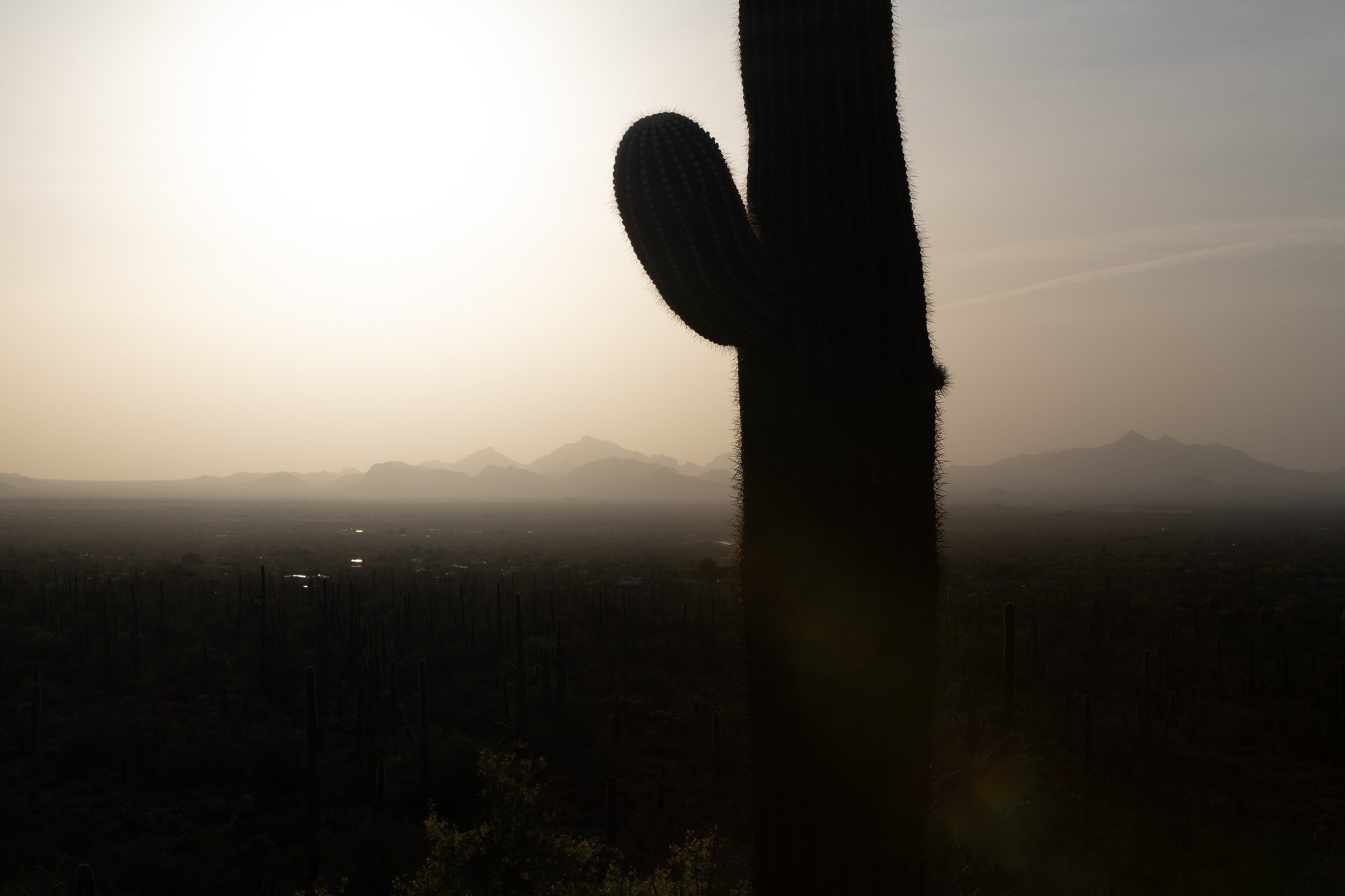   saguaro 1   8" x 12", 12" x 18" or 20" x 30"  2022   