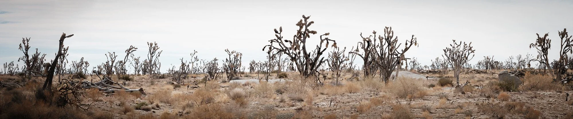 mojave preserve panorama 1 up to 88“ x 420“ 2025