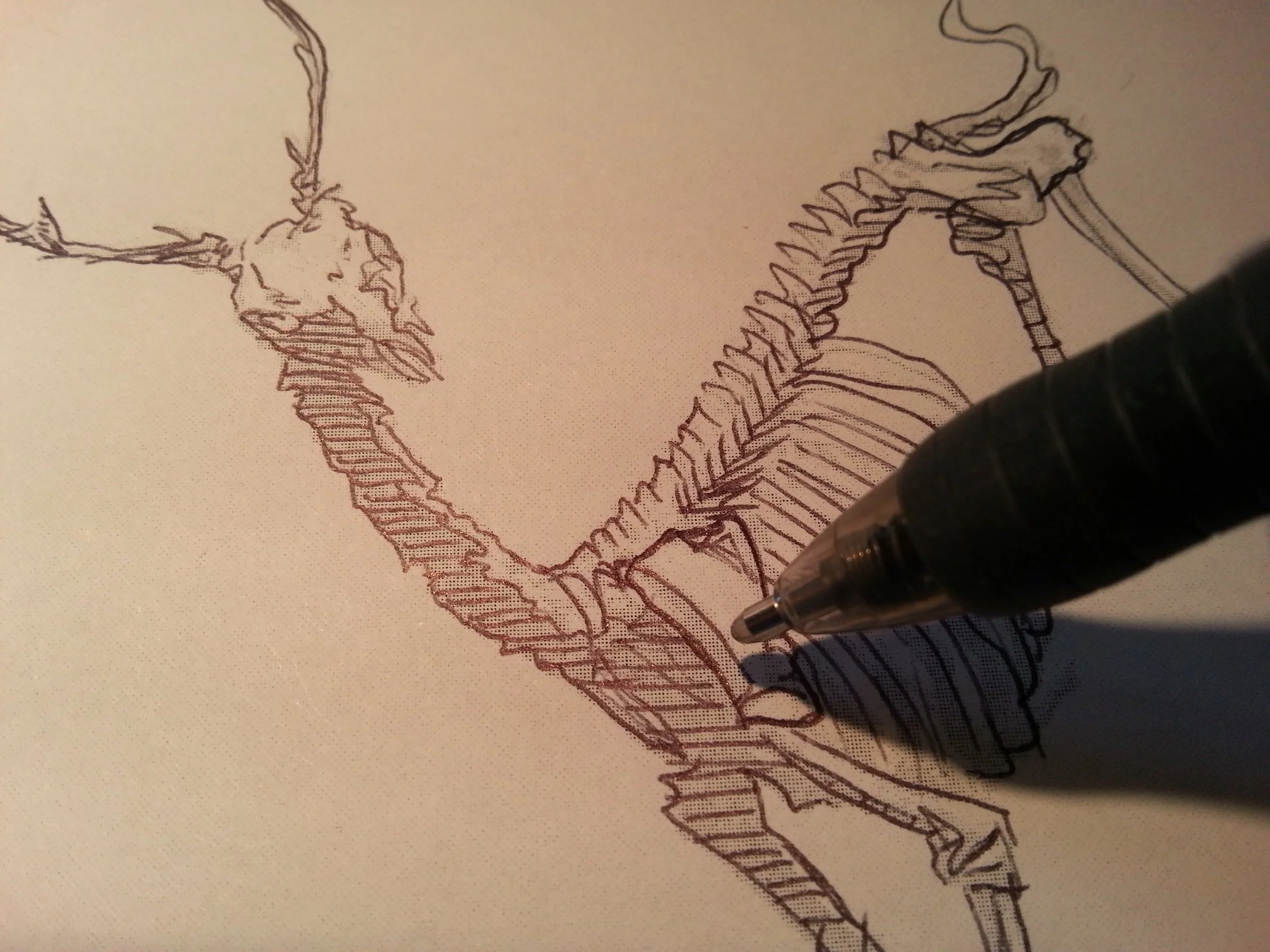 deer_illo_sketch1.jpg