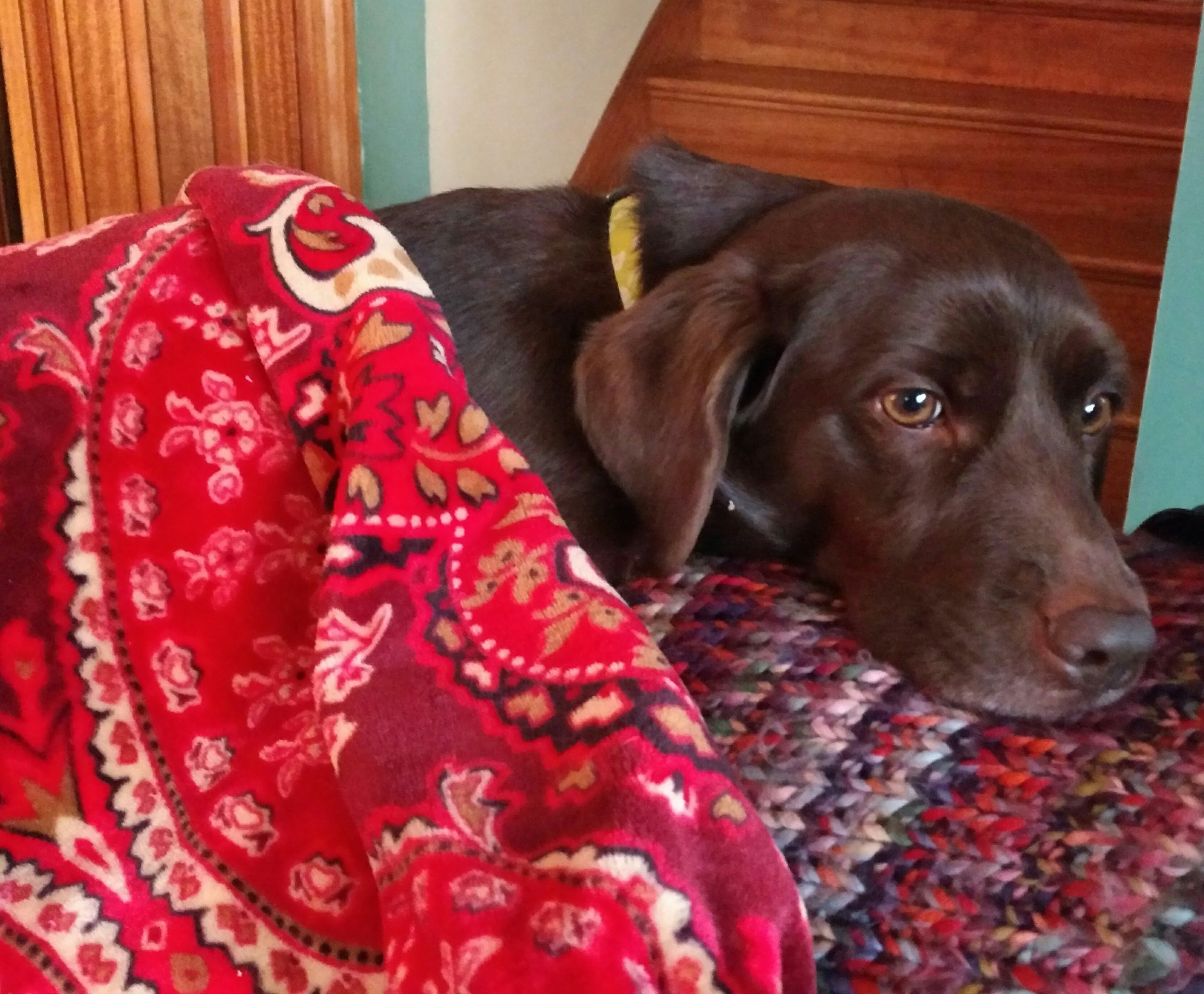 Molly Mogg, the ridiculous, chocolate pocket lab
