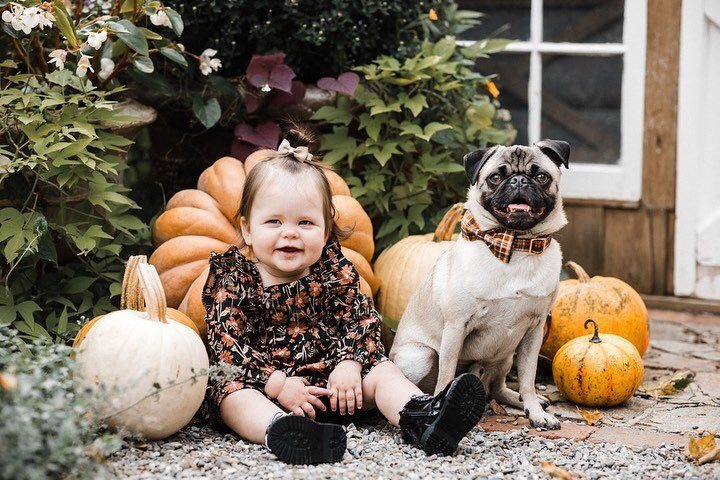 Lenore and Marshall among the pumpkins. 👶🐾 🎃Nuff said. Cute enough to merit a Part 2 post in my book&hellip; ✔️