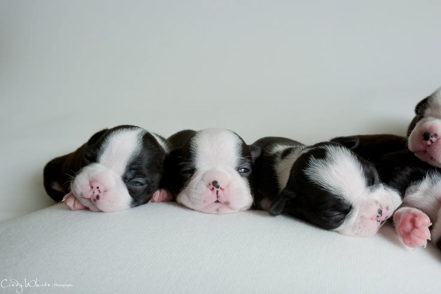 culpeper_va_puppies_boston_terrier_pictures_02