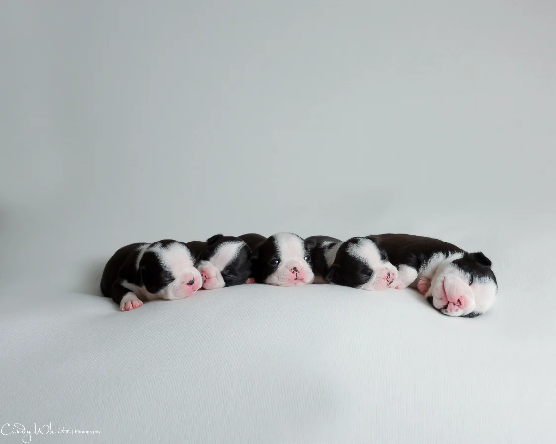 culpeper_va_puppies_boston_terrier_pictures_05