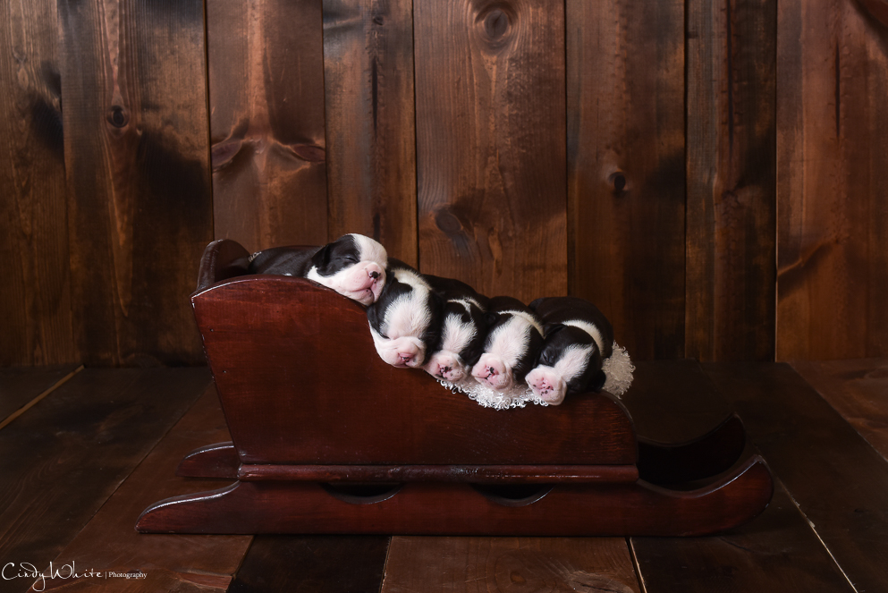 culpeper_va_puppies_boston_terrier_pictures_06