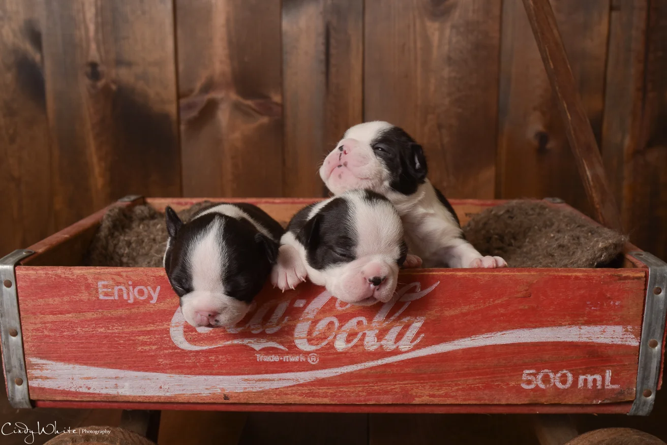 culpeper_va_puppies_boston_terrier_pictures_07