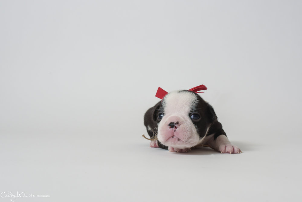 culpeper_va_puppies_boston_terrier_pictures_10