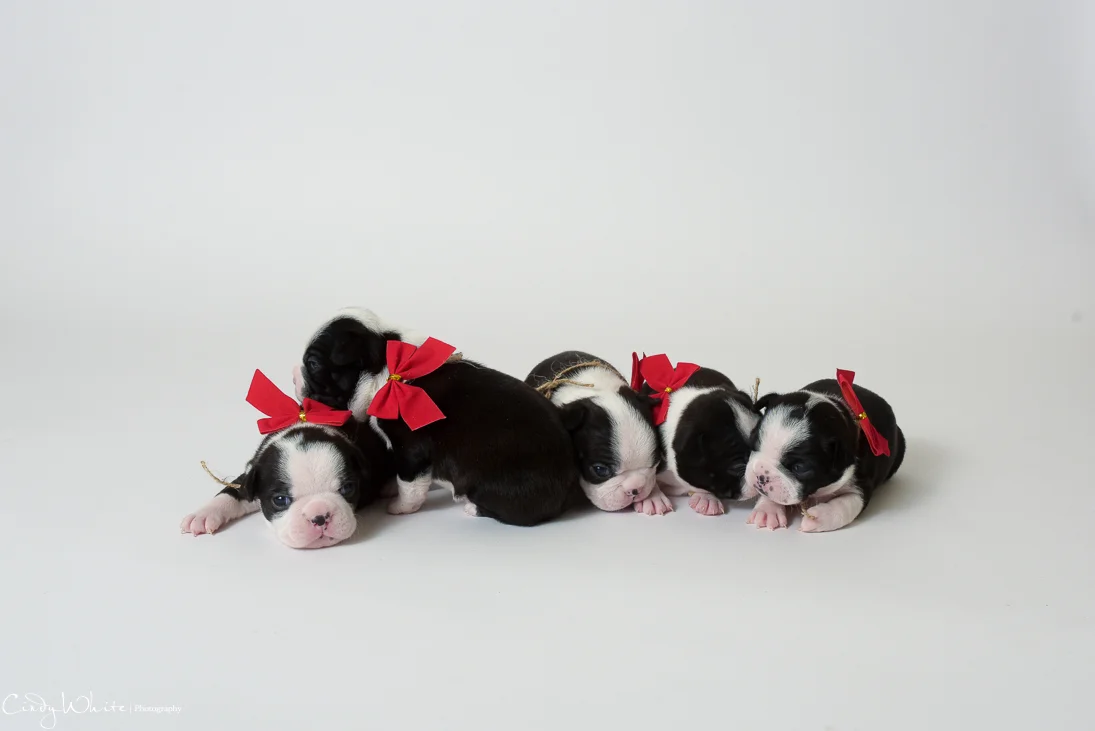 culpeper_va_puppies_boston_terrier_pictures_11