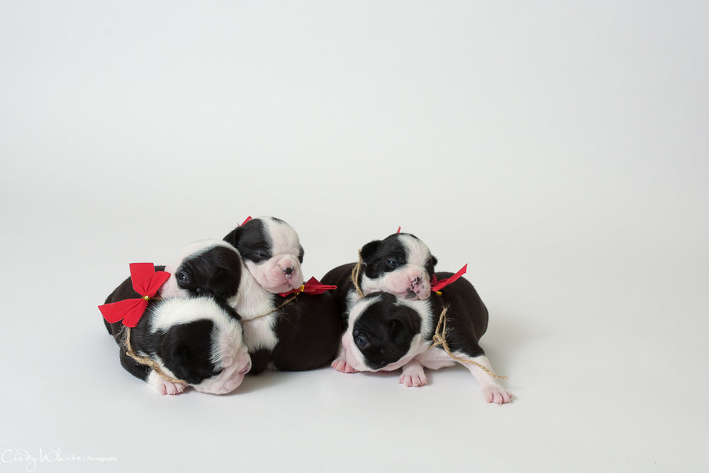 culpeper_va_puppies_boston_terrier_pictures_13