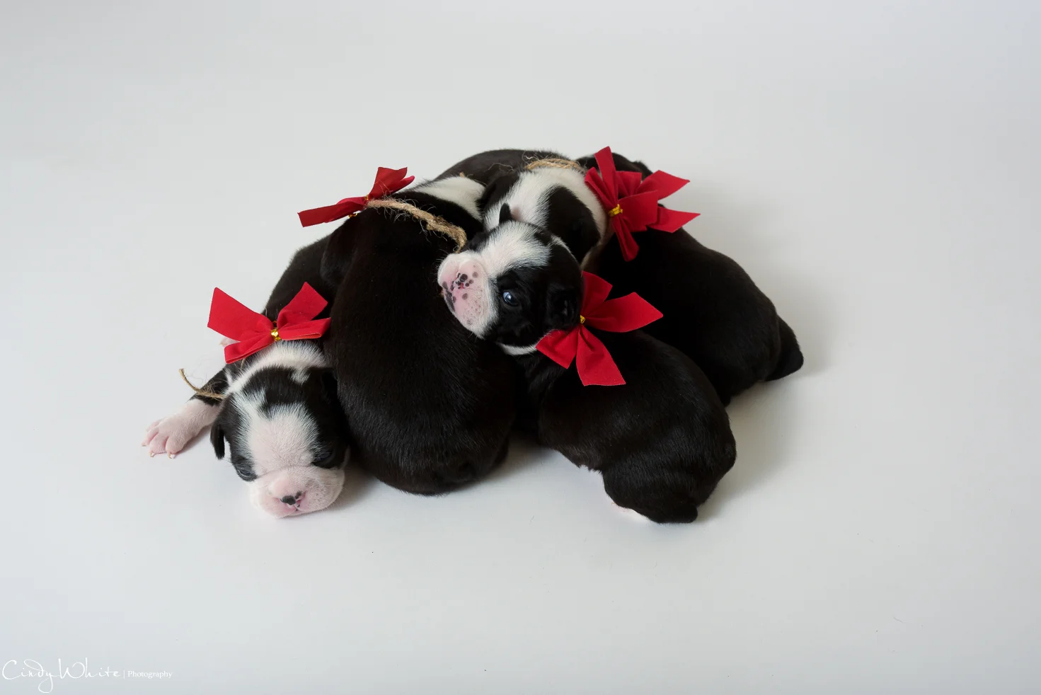 culpeper_va_puppies_boston_terrier_pictures_12