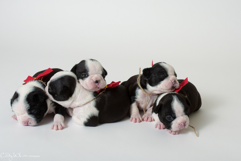 culpeper_va_puppies_boston_terrier_pictures_14