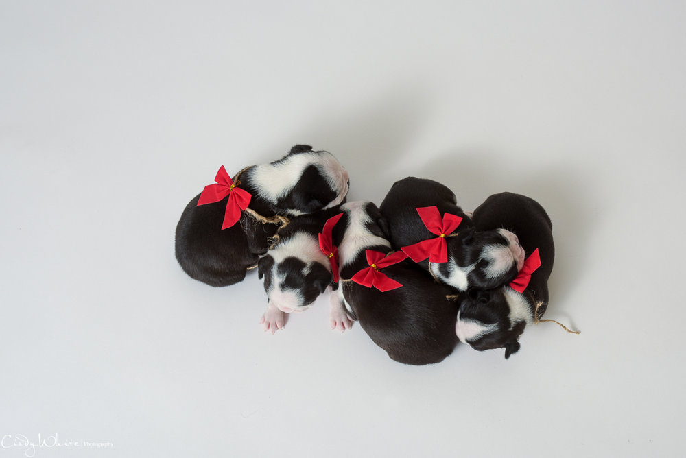 culpeper_va_puppies_boston_terrier_pictures_15