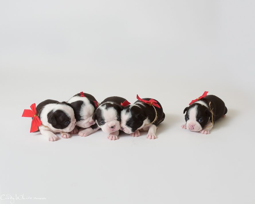 culpeper_va_puppies_boston_terrier_pictures_16