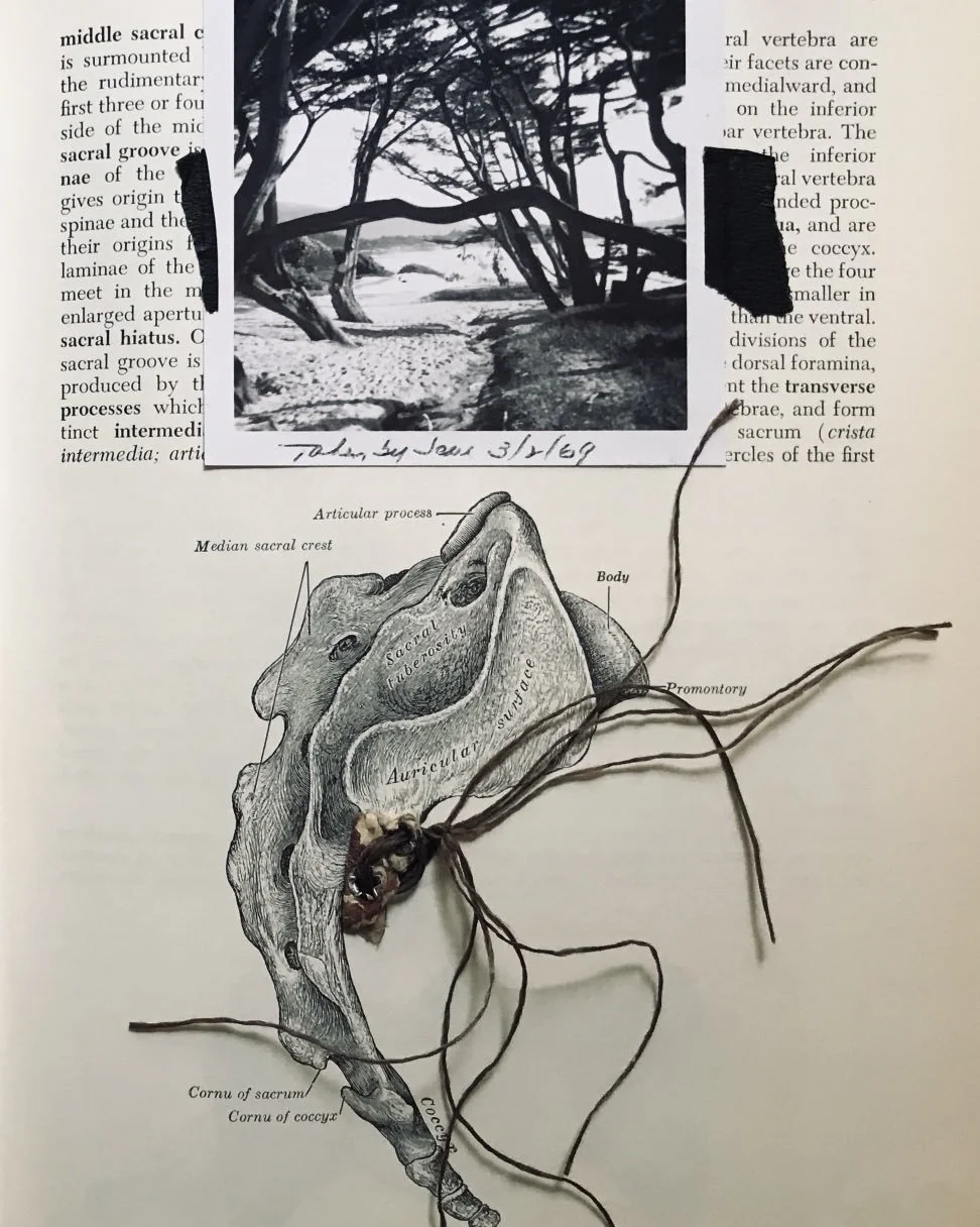 Bones, string and trees. Altered pages in vintage Grey&rsquo;s Anatomy. 

#vintagephoto